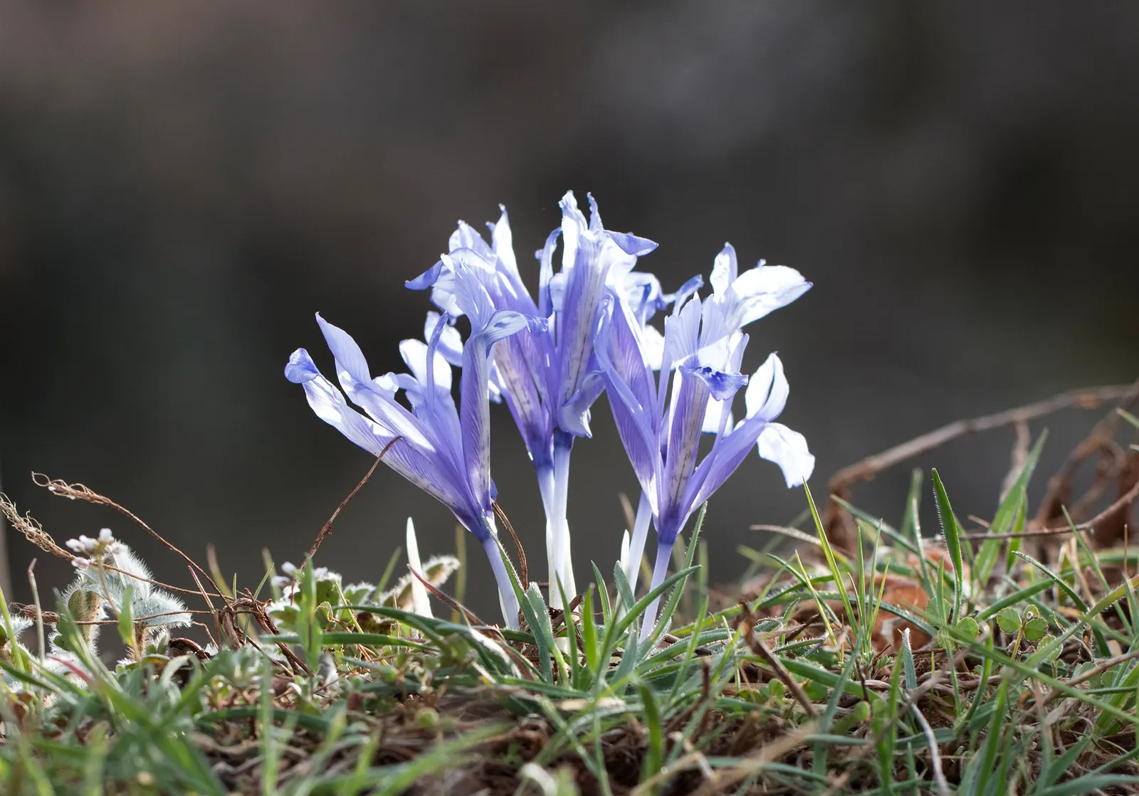 Reticulated Iris (Iris Reticulata) — Ideal for rock gardens and borders, it offers an early pop of color; originating from Turkey and the Caucasus, image 49