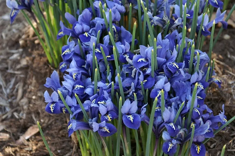 Reticulated Iris (Iris Reticulata) — offers a splendid burst of color to any landscape design; consider incorporating this gem into rock gardens, image 53