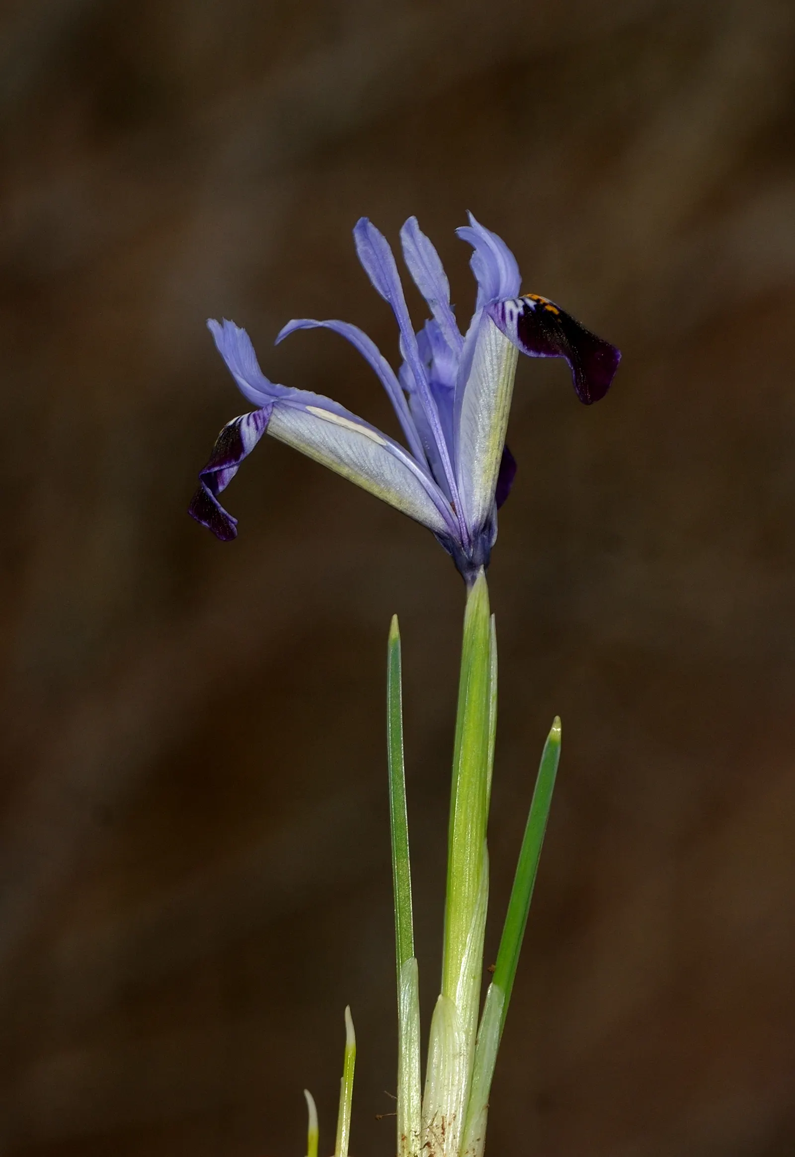 Reticulated Iris (Iris Reticulata) — This species thrives in full sun to partial shade and prefers well-drained soil; standing about 4-6 inches, image 48