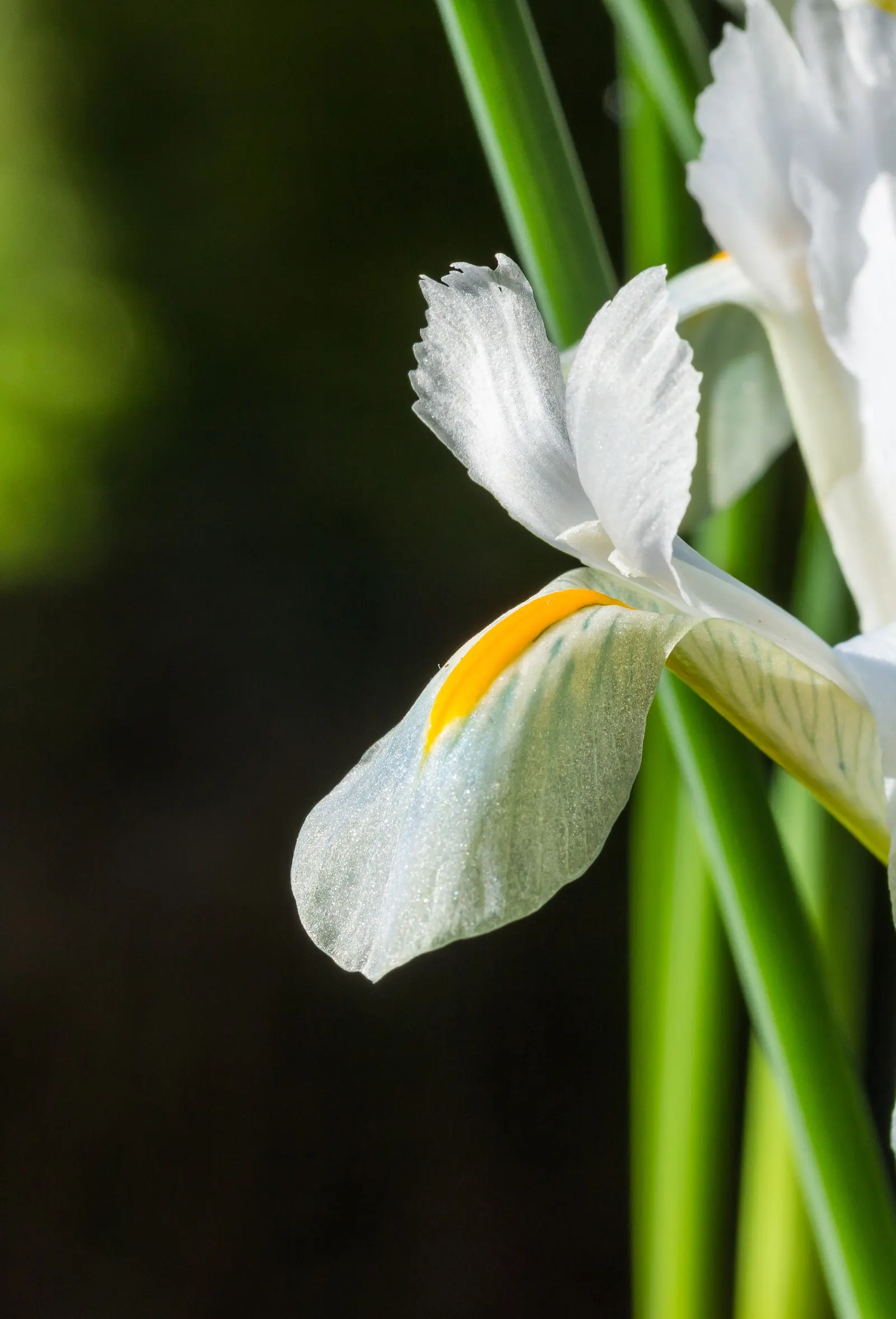 Reticulated Iris (Iris Reticulata) — Originating from Turkey and the Caucasus region; the Reticulated Iris (Iris reticulata) is a spring-blooming bulbous