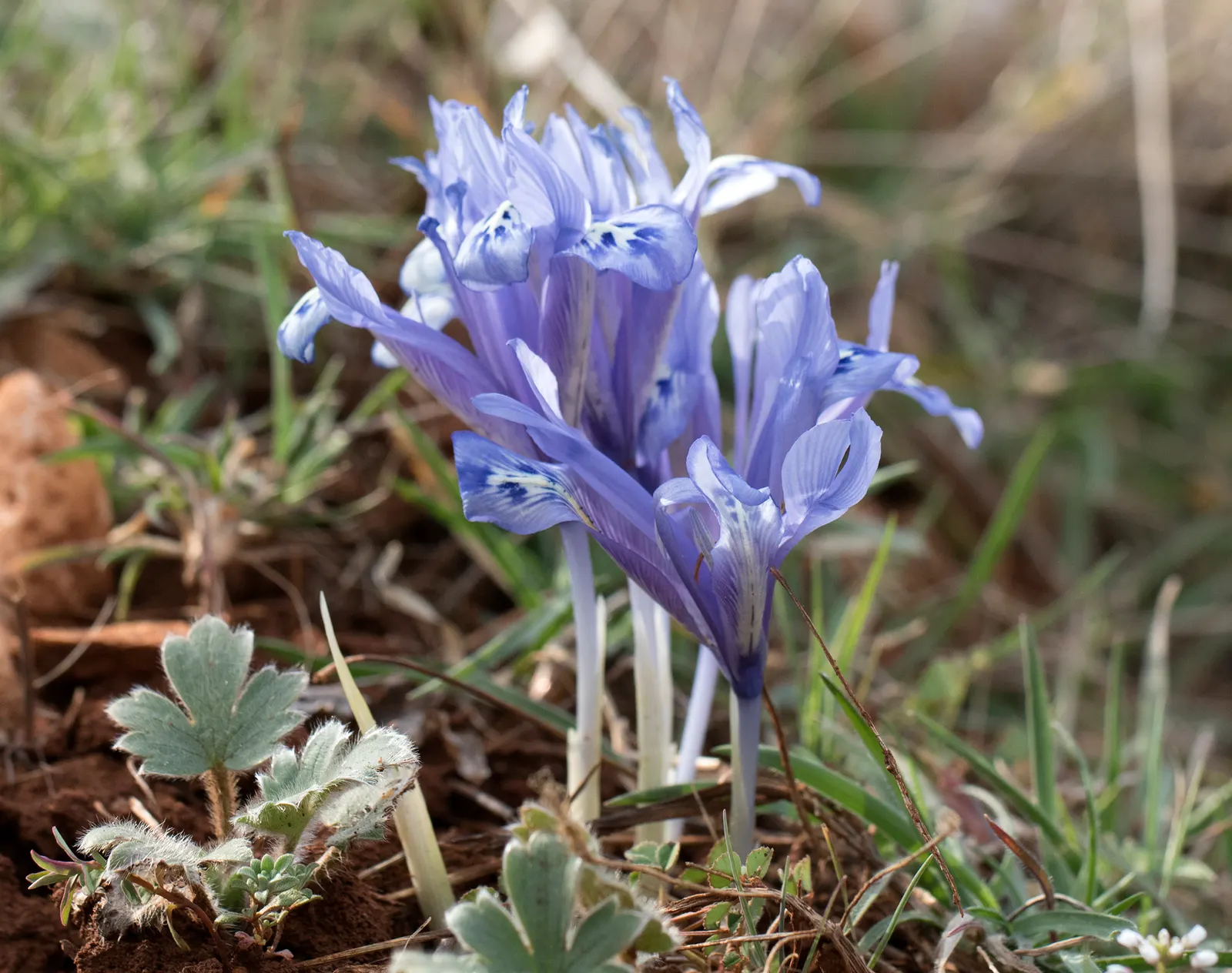 Reticulated Iris (Iris Reticulata) — Standing about 4-6 inches tall, each stem flaunts blooms with a captivating pattern; provides a complementary, image 69