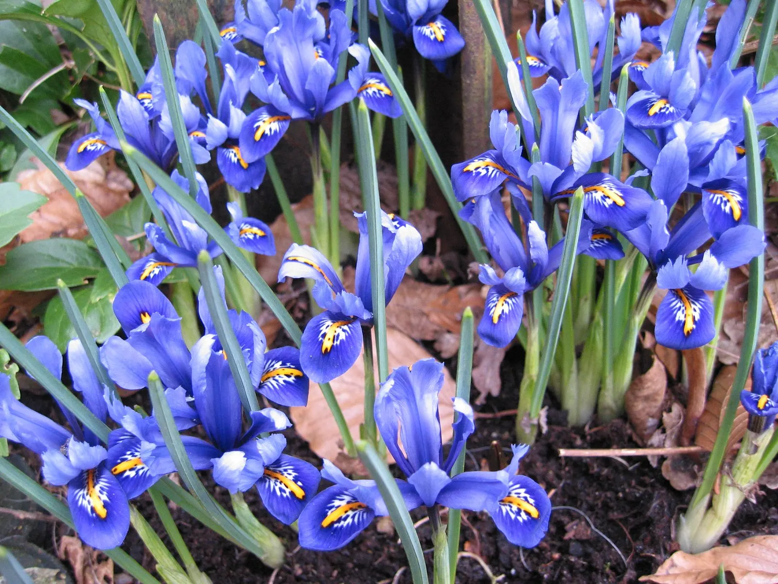 Reticulated Iris (Iris Reticulata) — treasured for its striking purple-blue flowers