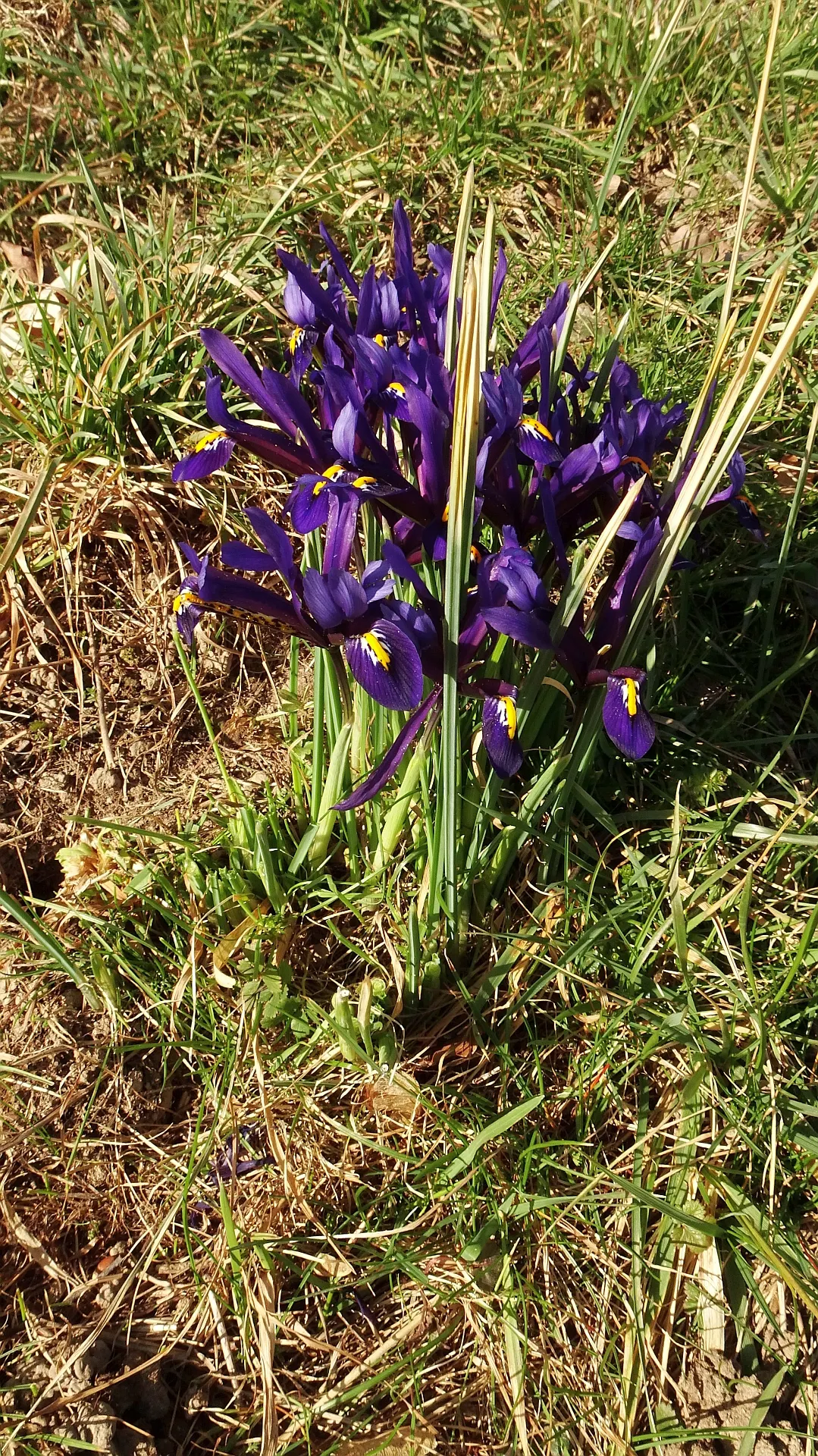 Reticulated Iris (Iris Reticulata) — perennial with blue blooms; plant the bulbs in the fall, image 65
