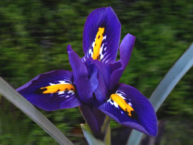 Reticulated Iris (Iris Reticulata) — Originating from Turkey and the Caucasus region