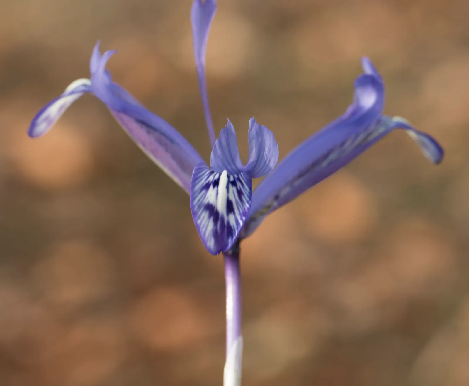 Reticulated Iris (Iris Reticulata) — The Reticulated Iris (Iris reticulata) is a spring-blooming bulbous perennial; this species thrives in full, image 45