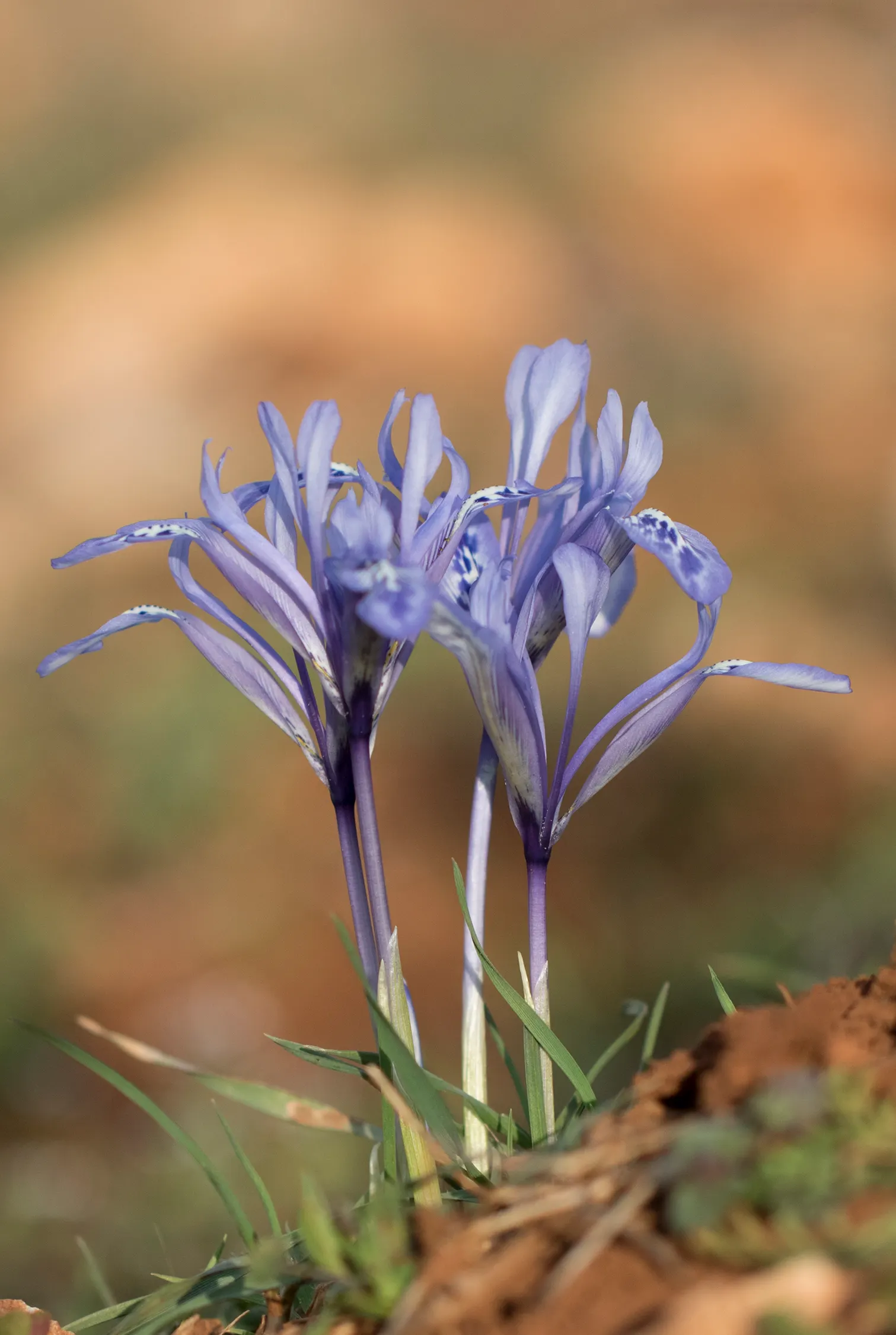 Reticulated Iris (Iris Reticulata) — perennial for full or half