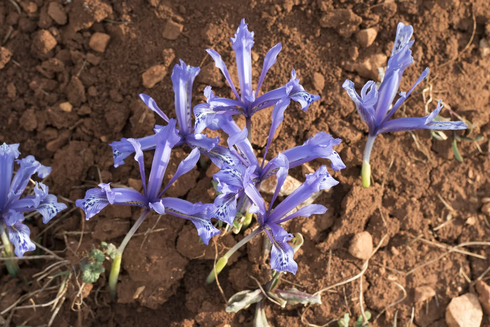 Reticulated Iris (Iris Reticulata) — blue flowers in the garden