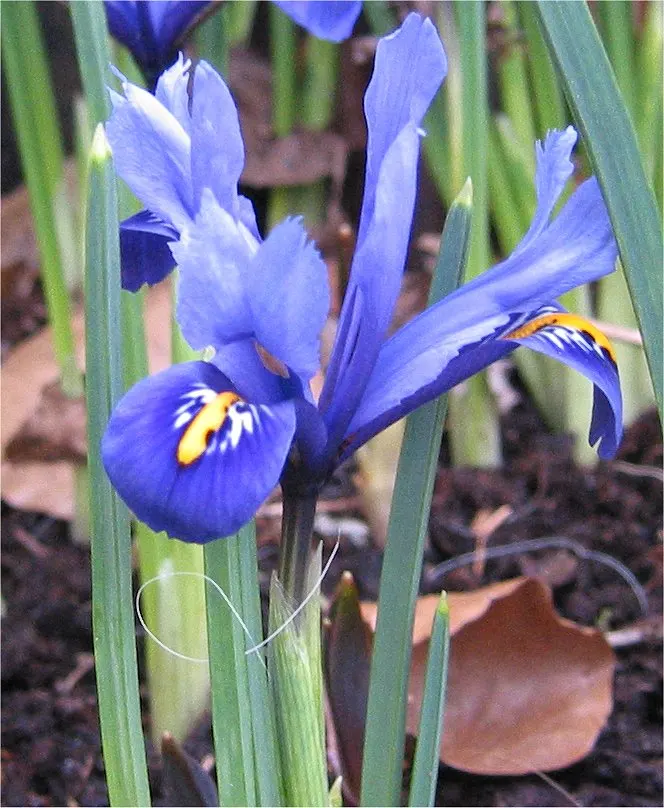 Reticulated Iris (Iris Reticulata) — The Reticulated Iris (Iris reticulata) is a spring-blooming bulbous perennial