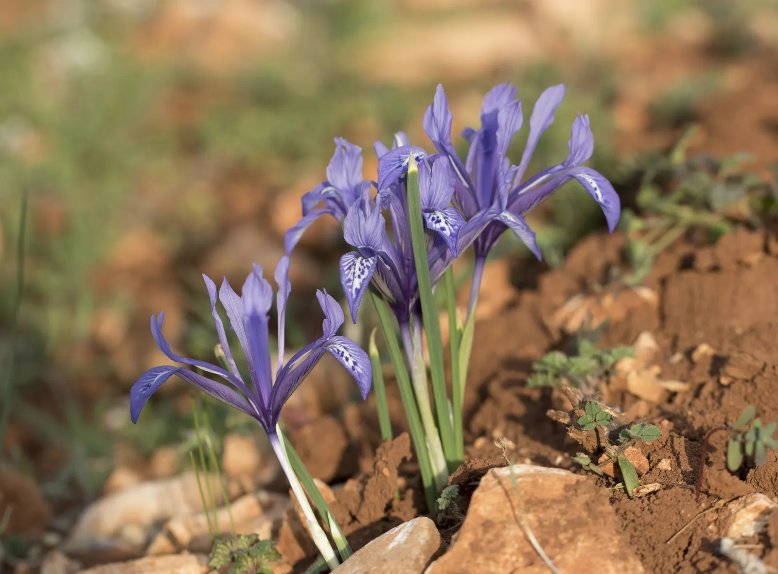 Reticulated Iris (Iris Reticulata) — Plant the bulbs in the fall; the Reticulated Iris is hardy in USDA zones 5 through 9