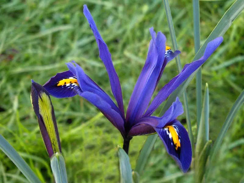 Reticulated Iris (Iris Reticulata) — The Reticulated Iris (Iris reticulata) is a spring-blooming bulbous perennial; this species thrives in full sun to partial