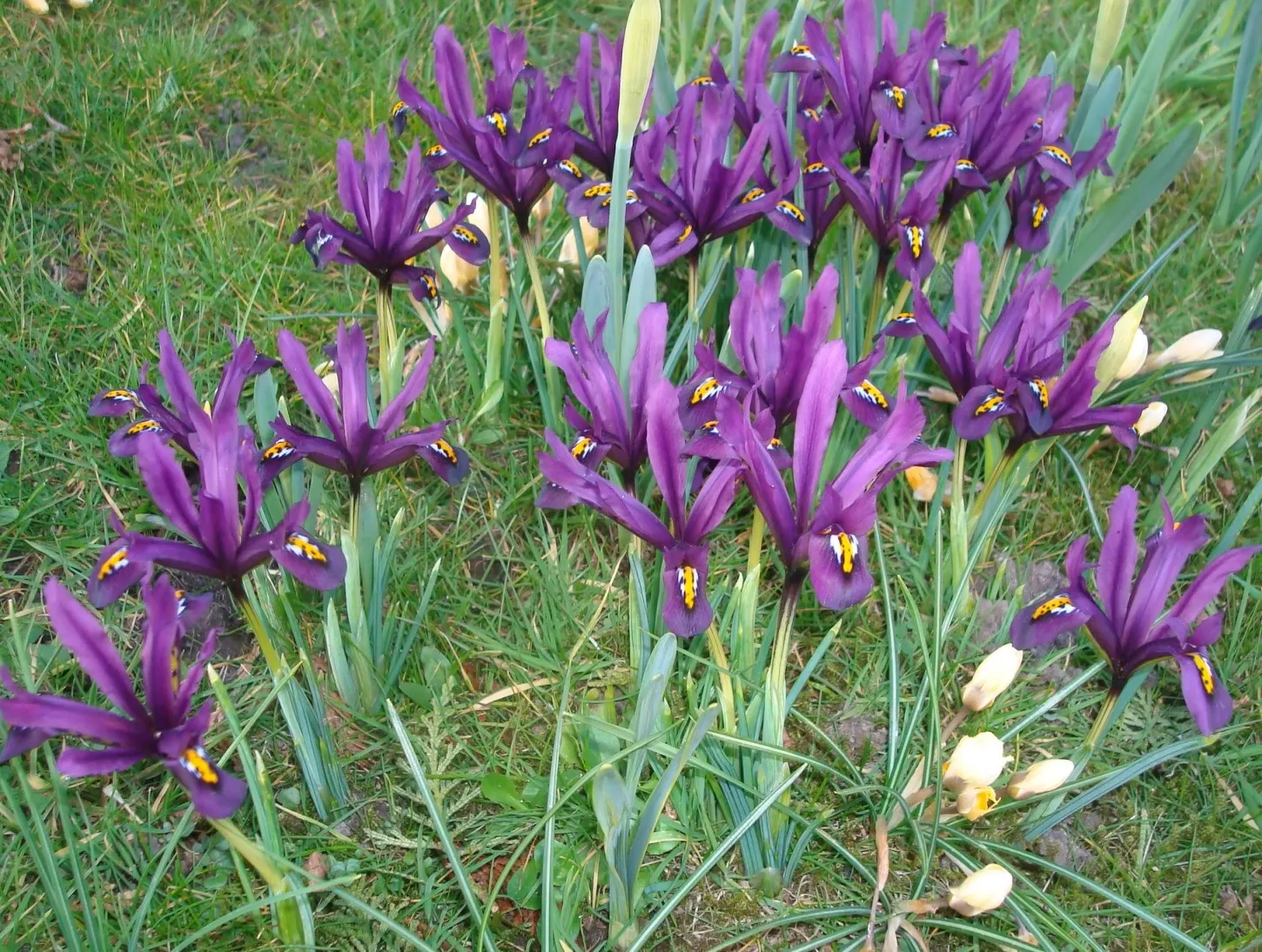 Reticulated Iris (Iris Reticulata) — about 3 to 4 inches deep and 3 inches apart; perennial for full or half, image 57