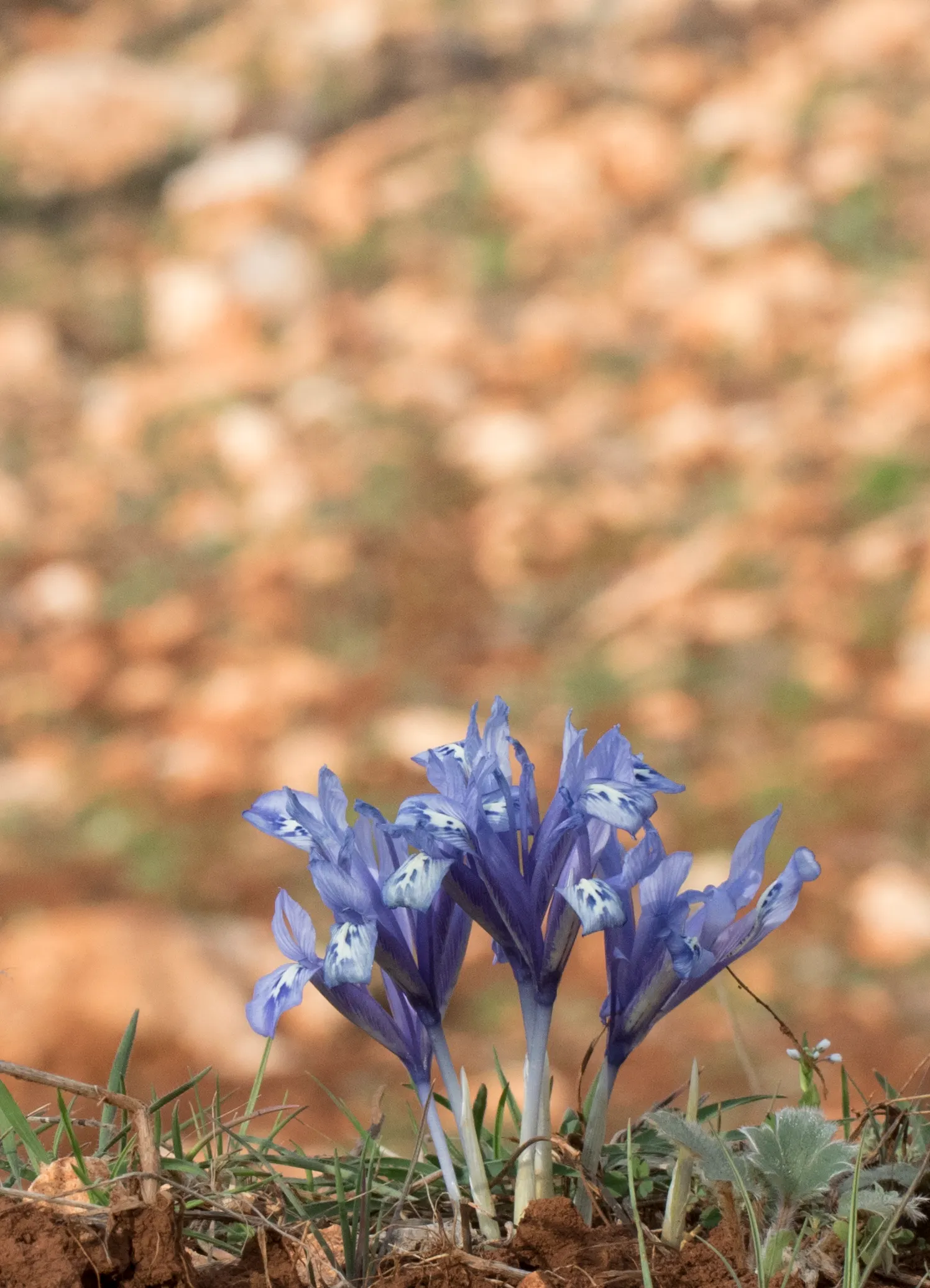 Reticulated Iris (Iris Reticulata) — a magnificent early spring bloomer; offers a splendid burst of color to any landscape design, image 52