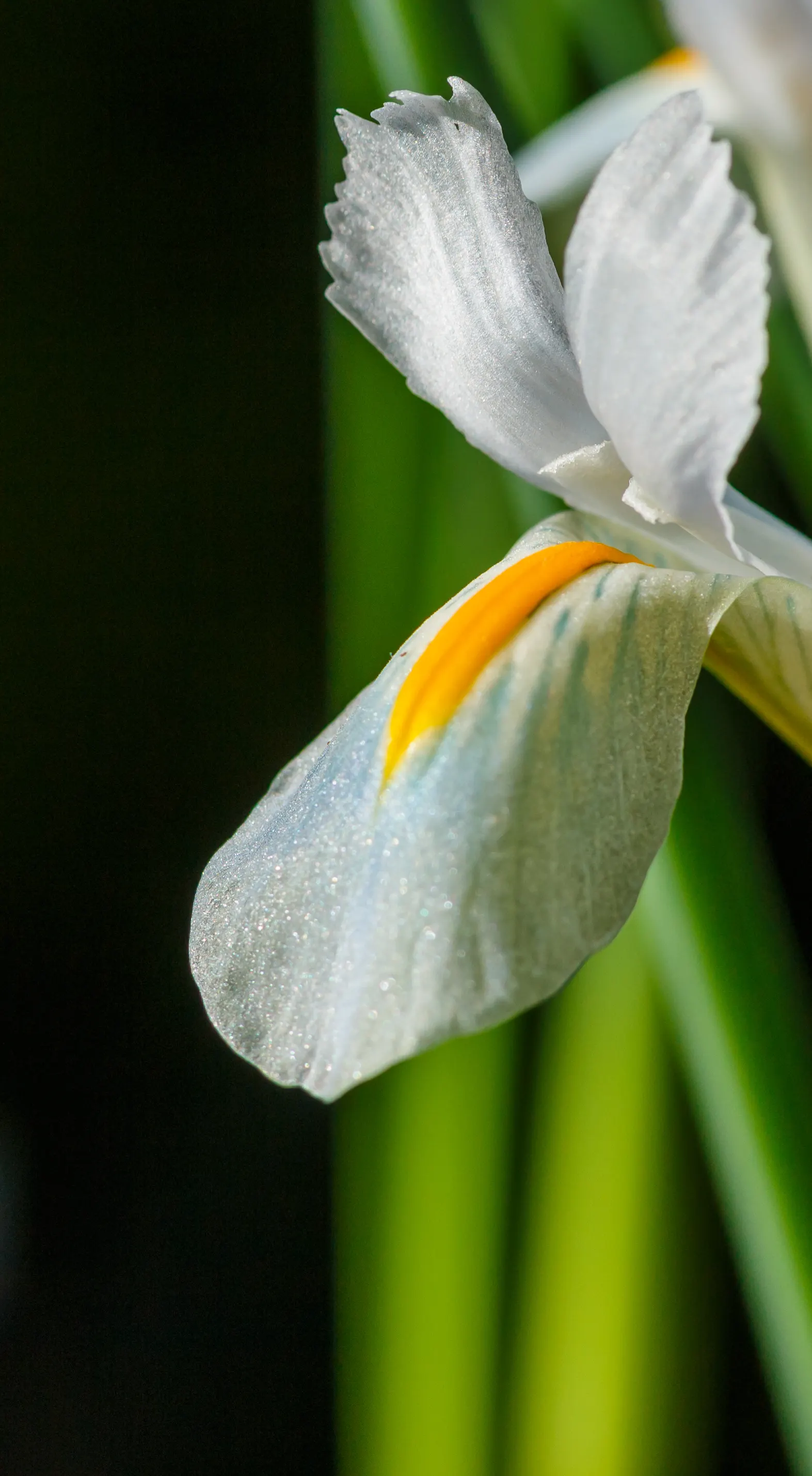 Reticulated Iris (Iris Reticulata) — provides a complementary texture juxtaposed against more substantial plants; about 3 to 4 inches deep and 3 inches apart