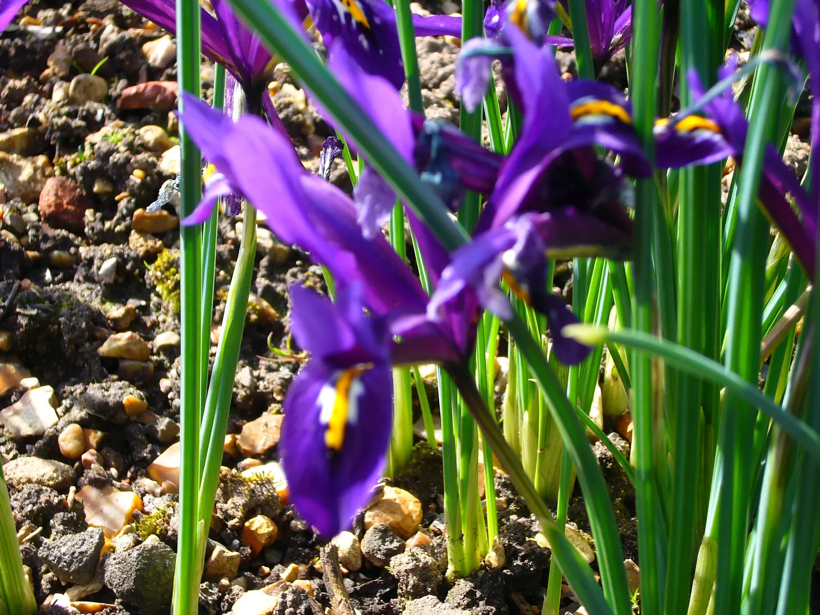 Reticulated Iris (Iris Reticulata) — Minimal maintenance is required, just ensure to avoid overly wet conditions, which can lead to bulb rot