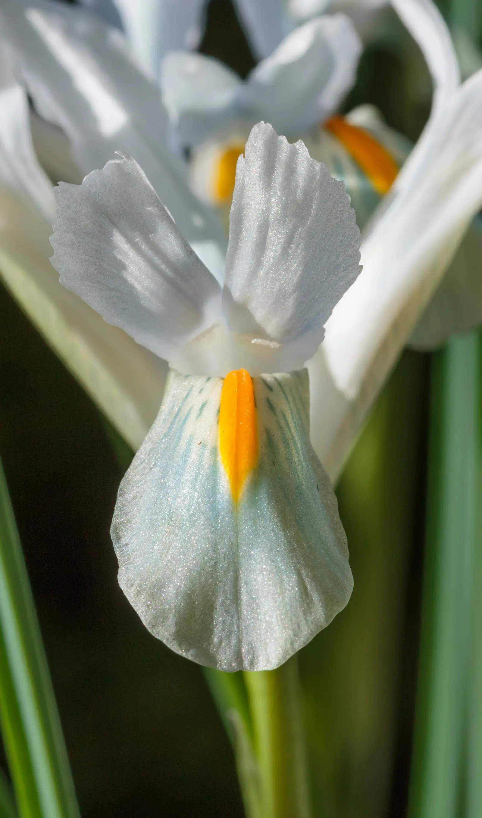 Reticulated Iris (Iris Reticulata) — perennial with blue blooms