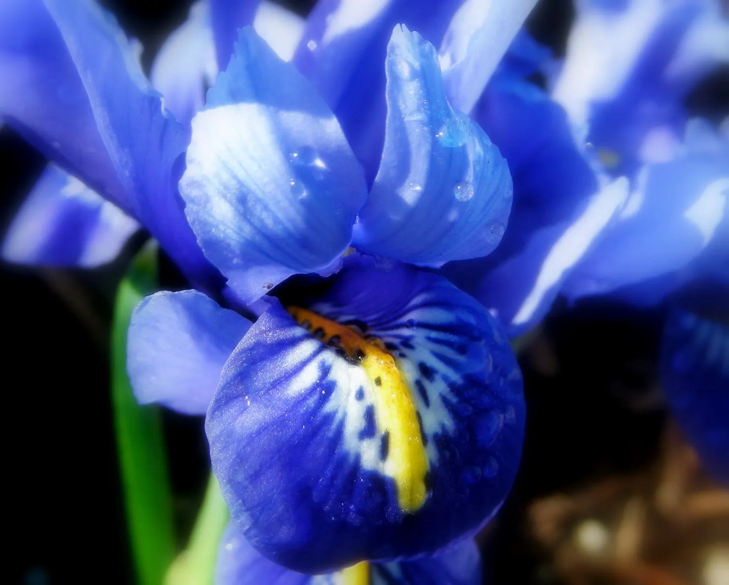 Reticulated Iris (Iris Reticulata) — Hardy in zones 4 through 9, it naturalizes well, ensuring yearly displays