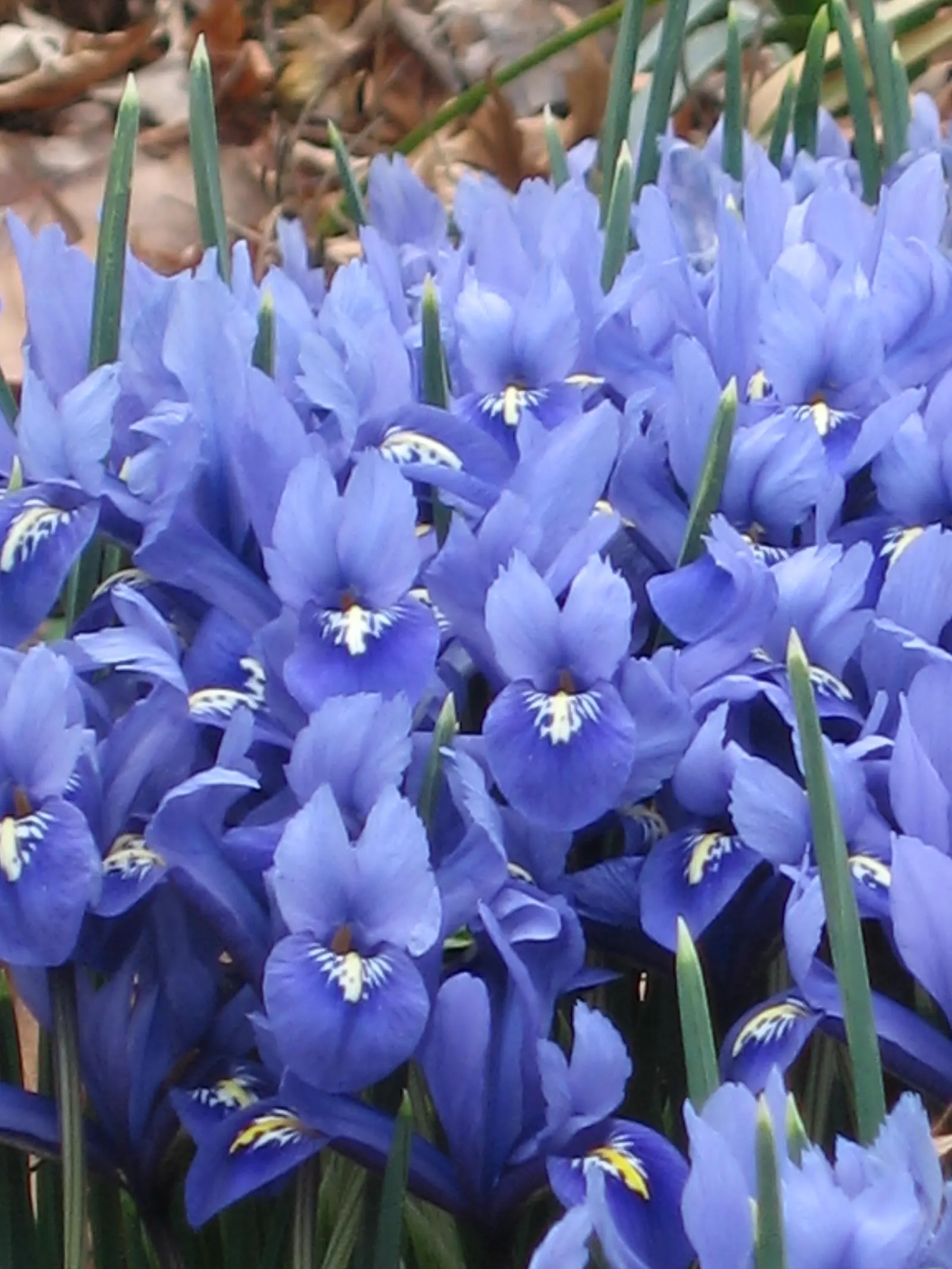 Reticulated Iris (Iris Reticulata) — perennial with blue blooms; plant the bulbs in the fall