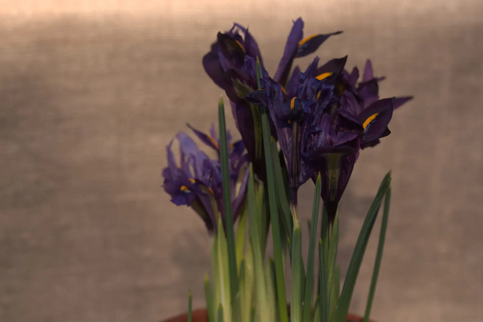 Reticulated Iris (Iris Reticulata) — this bulbous perennial is renowned for its striking; a magnificent early spring bloomer
