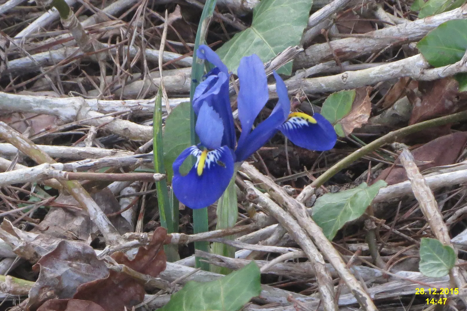 Reticulated Iris (Iris Reticulata) — this bulbous perennial is renowned for its striking; a magnificent early spring bloomer, image 55
