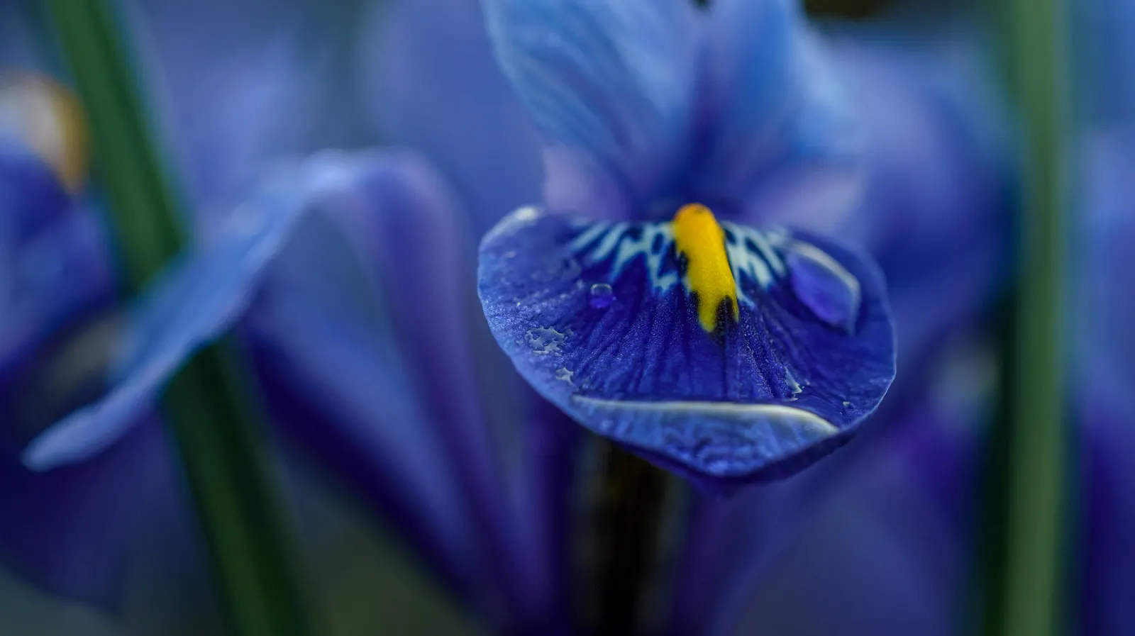 Reticulated Iris (Iris Reticulata) — about 3 to 4 inches deep and 3 inches apart