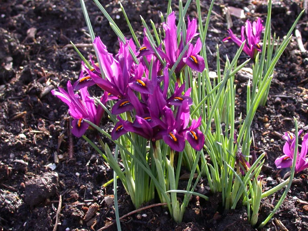 Reticulated Iris (Iris Reticulata) — clumping form of the foliage; hardy in zones 4 through 9, it naturalizes well, ensuring yearly displays