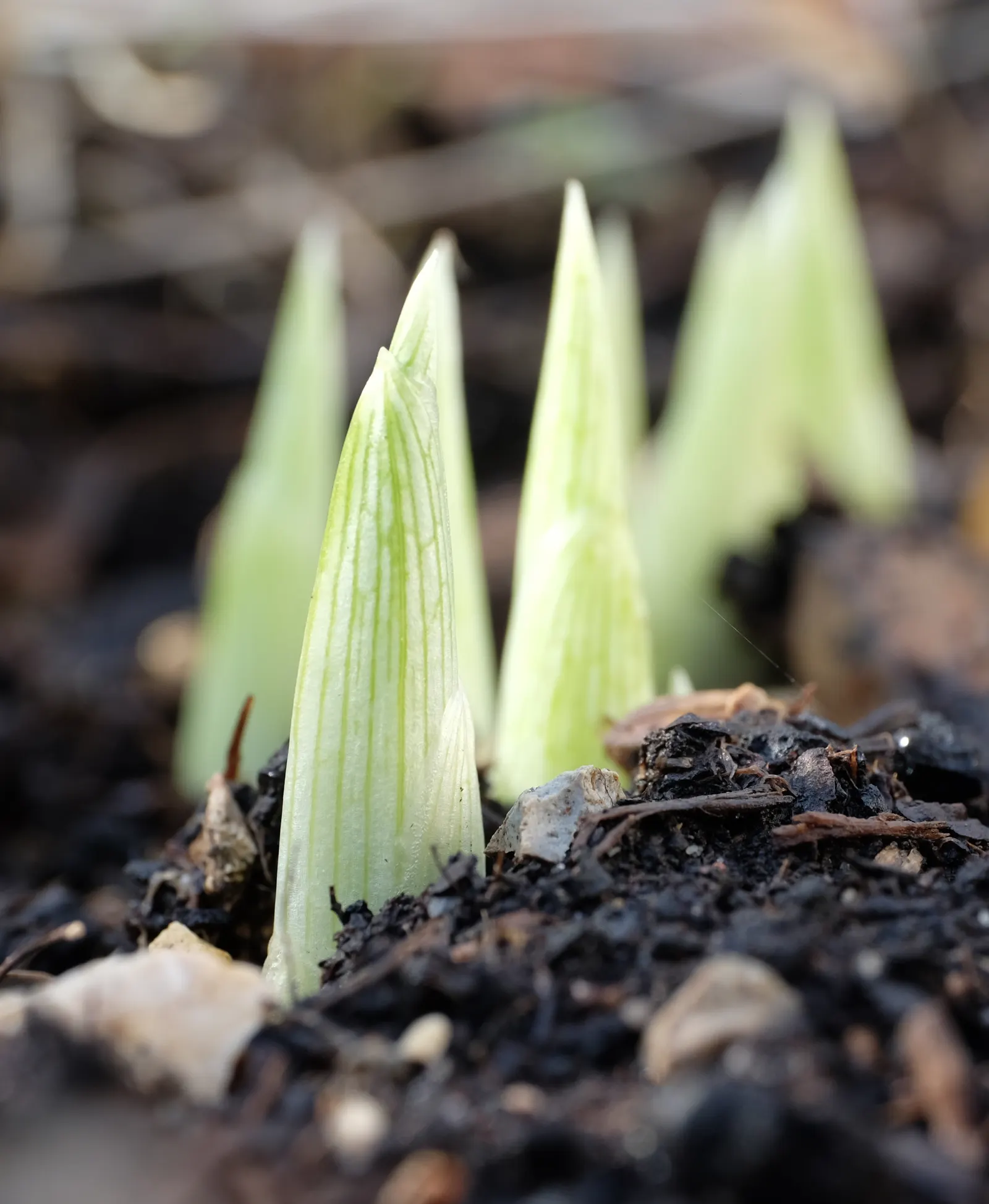 Reticulated Iris (Iris Reticulata) — Ideal for rock gardens and borders, it offers an early pop of color; originating from Turkey and the Caucasus region
