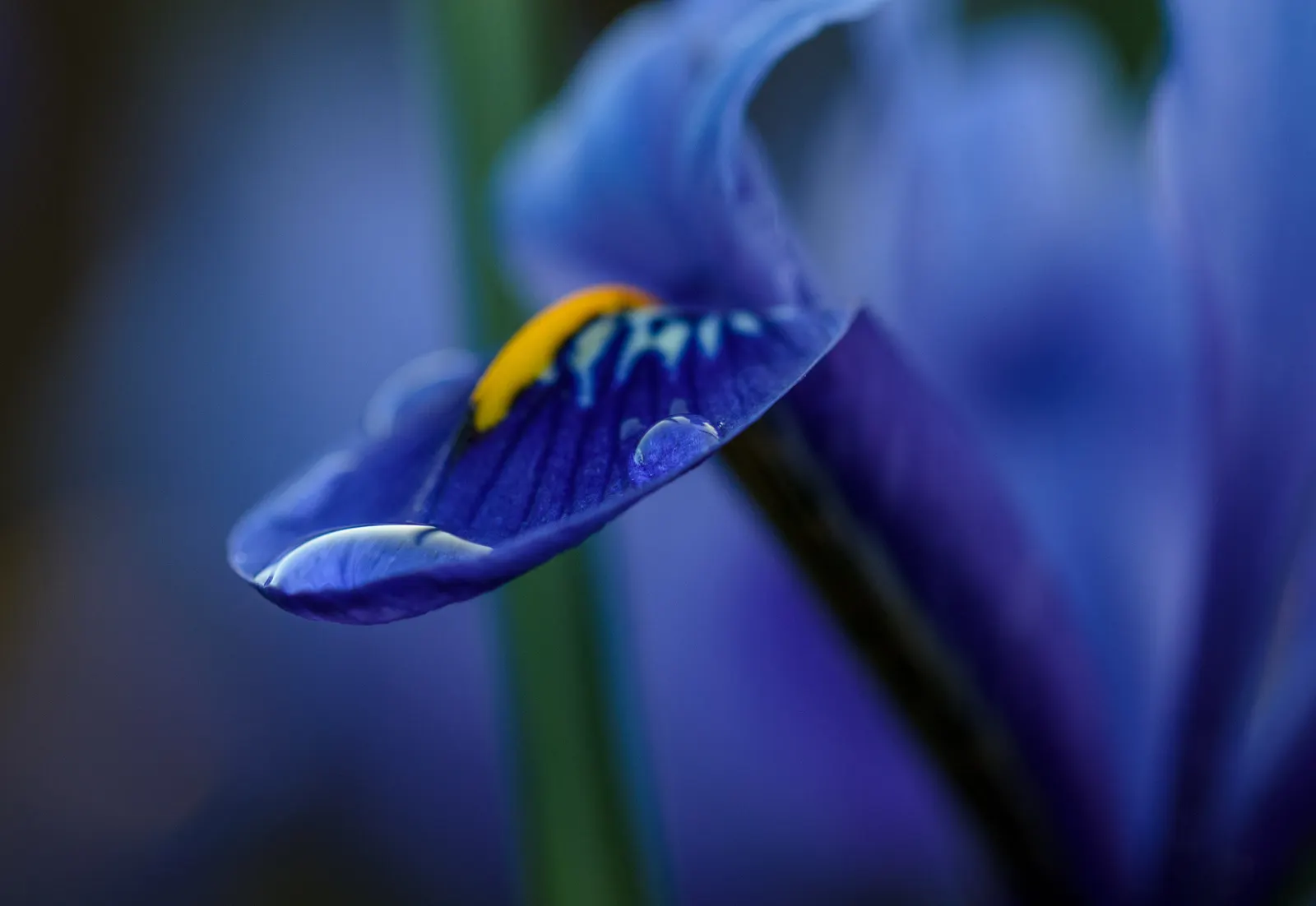 Reticulated Iris (Iris Reticulata) — consider incorporating this gem into rock gardens