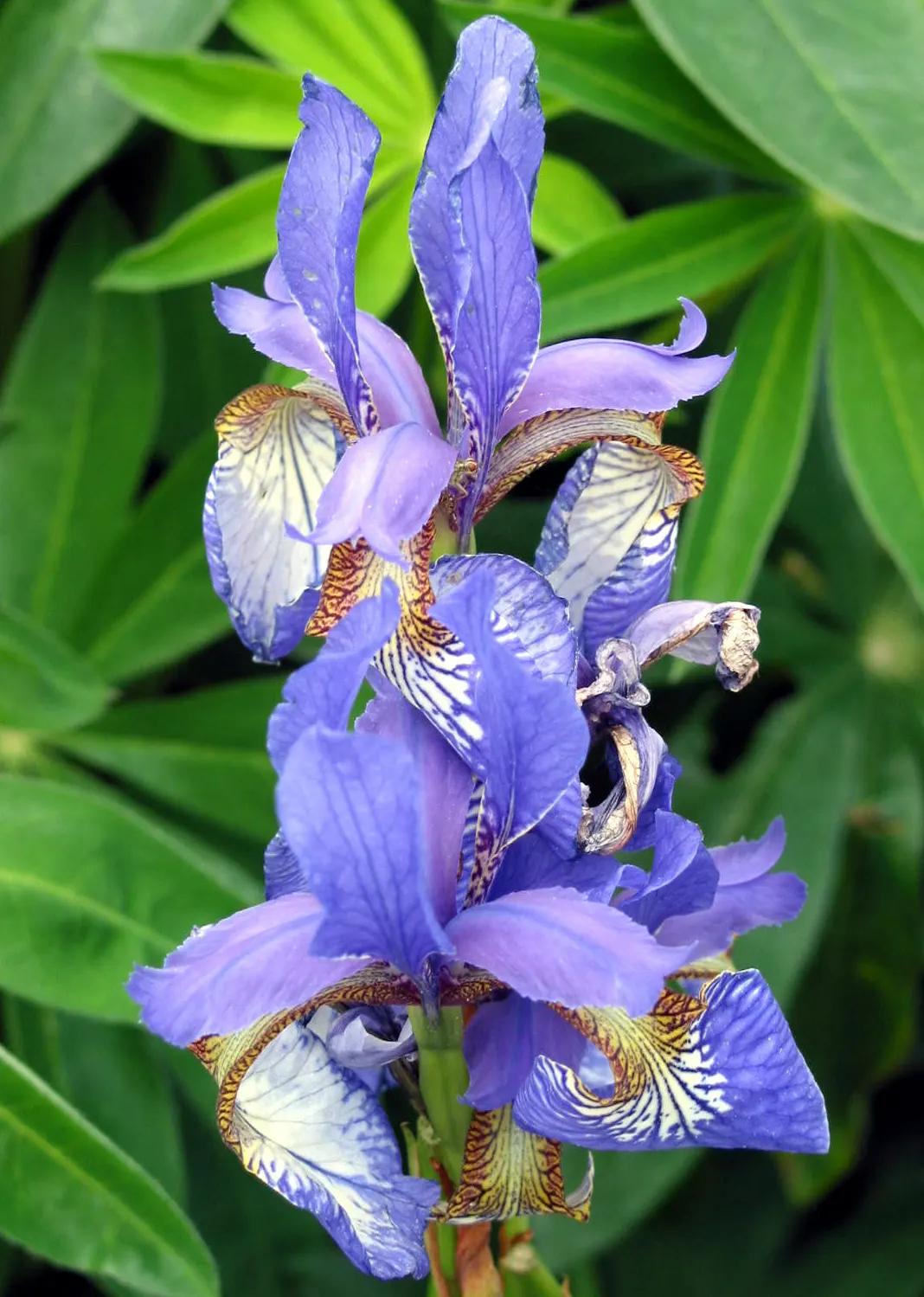 Reticulated Iris (Iris Reticulata) — perennial for full or half; minimal maintenance is required, just ensure to avoid overly wet conditions, which can lead to