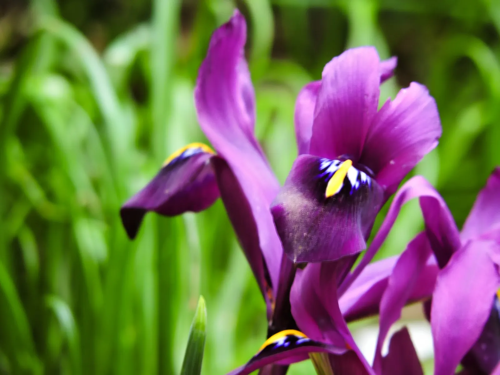 Reticulated Iris (Iris Reticulata) — The Reticulated Iris (Iris reticulata) is a spring-blooming bulbous perennial; this species thrives in full, image 67