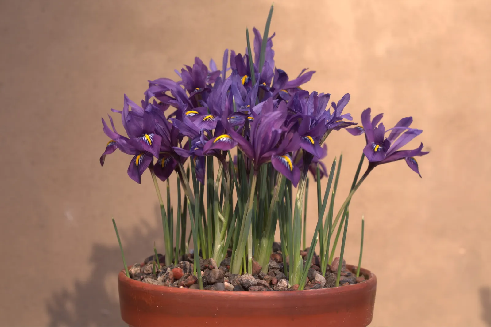 Reticulated Iris (Iris Reticulata) — This species thrives in full sun to partial shade and prefers well-drained soil