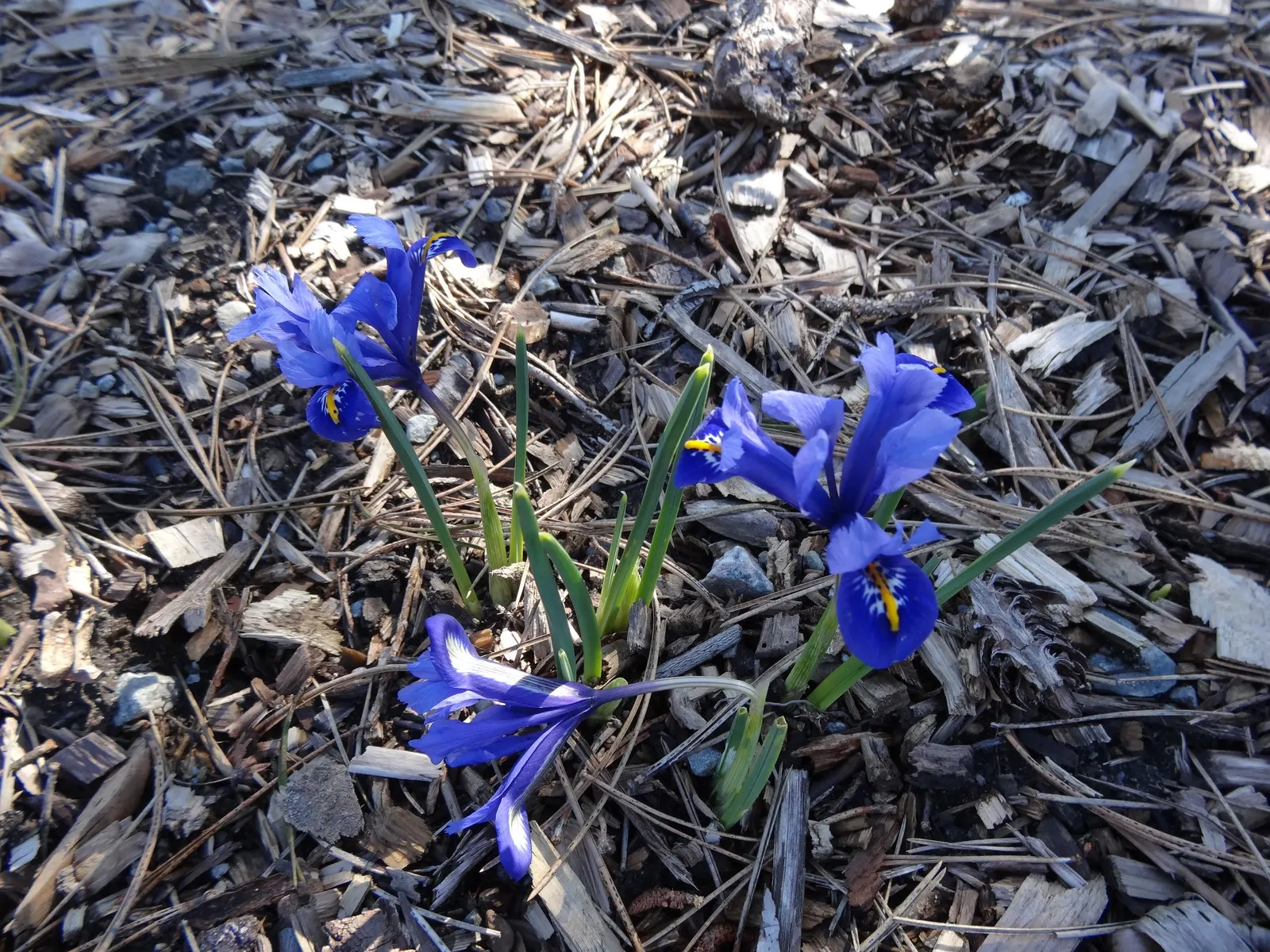 Reticulated Iris (Iris Reticulata) — Standing about 4-6 inches tall, each stem flaunts blooms with a captivating pattern; provides a complementary texture