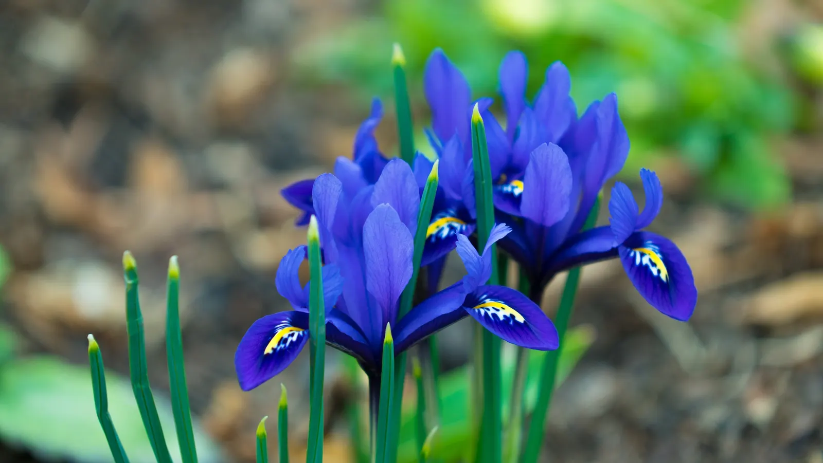 Reticulated Iris (Iris Reticulata) — clumping form of the foliage; hardy in zones 4 through 9, it naturalizes well, ensuring yearly displays, image 61