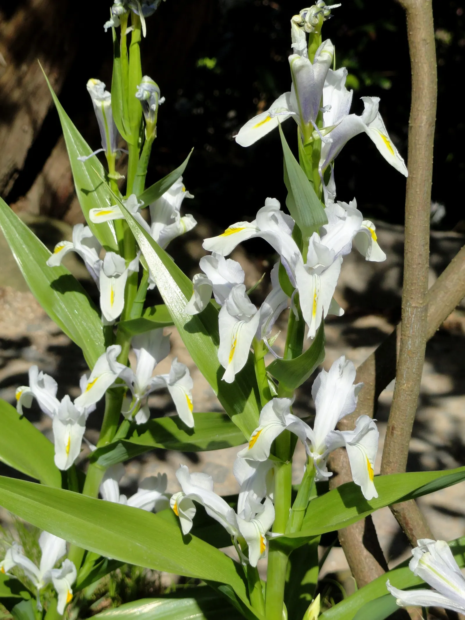 Reticulated Iris (Iris Reticulata) — Plant the bulbs in the fall; the Reticulated Iris is hardy in USDA zones 5 through 9, image 56