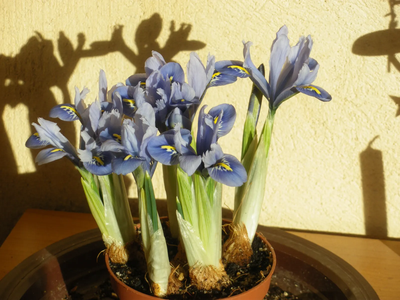 Reticulated Iris (Iris Reticulata) — a magnificent early spring bloomer