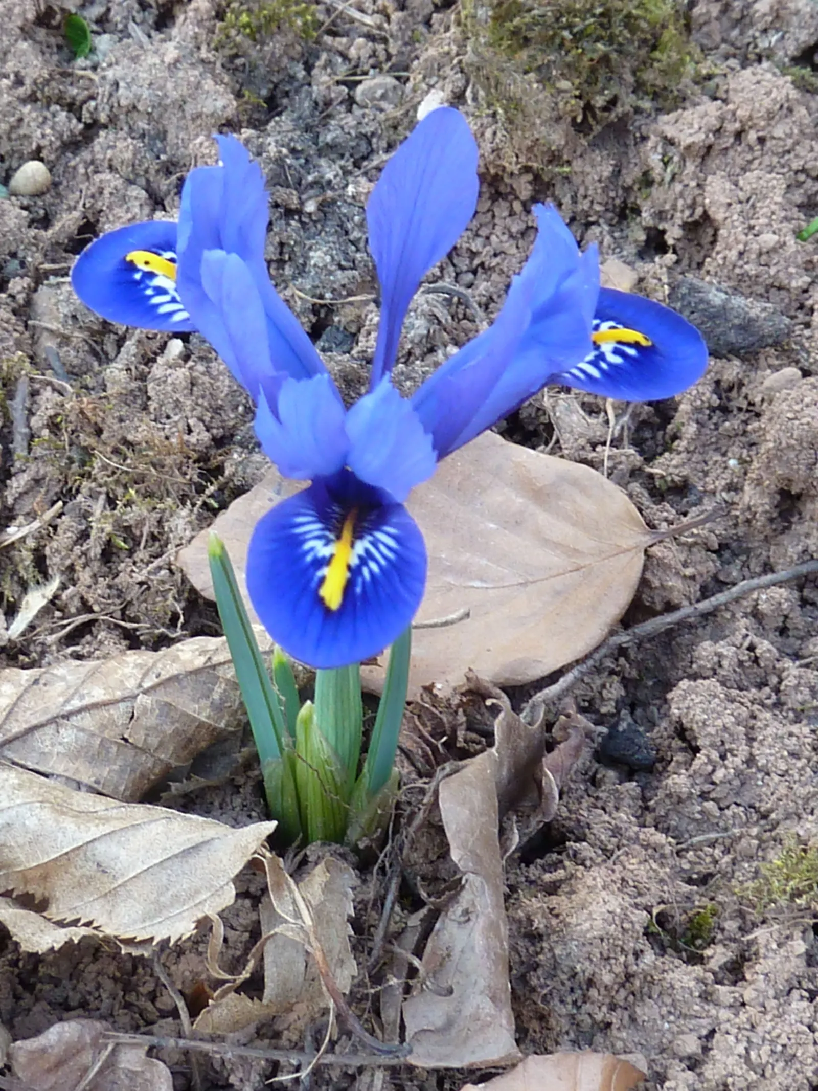 Reticulated Iris (Iris Reticulata) — provides a complementary texture juxtaposed against more substantial plants; about 3 to 4 inches deep and 3, image 62