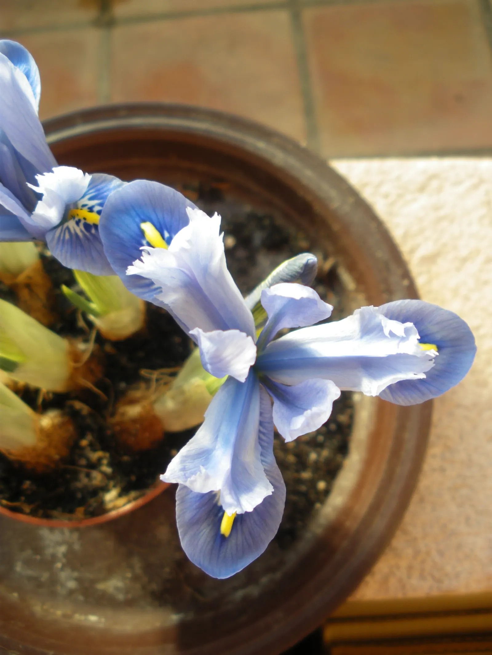 Reticulated Iris (Iris Reticulata) — Plant the bulbs in the fall