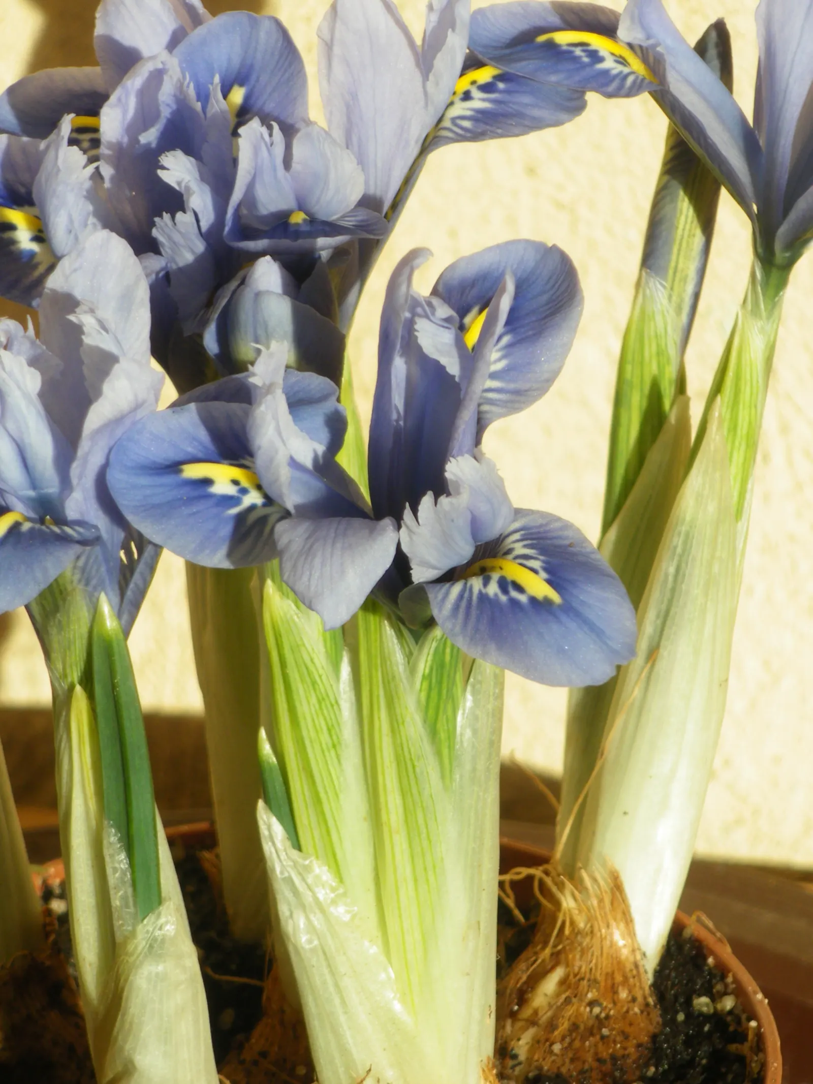 Reticulated Iris (Iris Reticulata) — treasured for its striking purple-blue flowers; this bulbous perennial is renowned for its striking