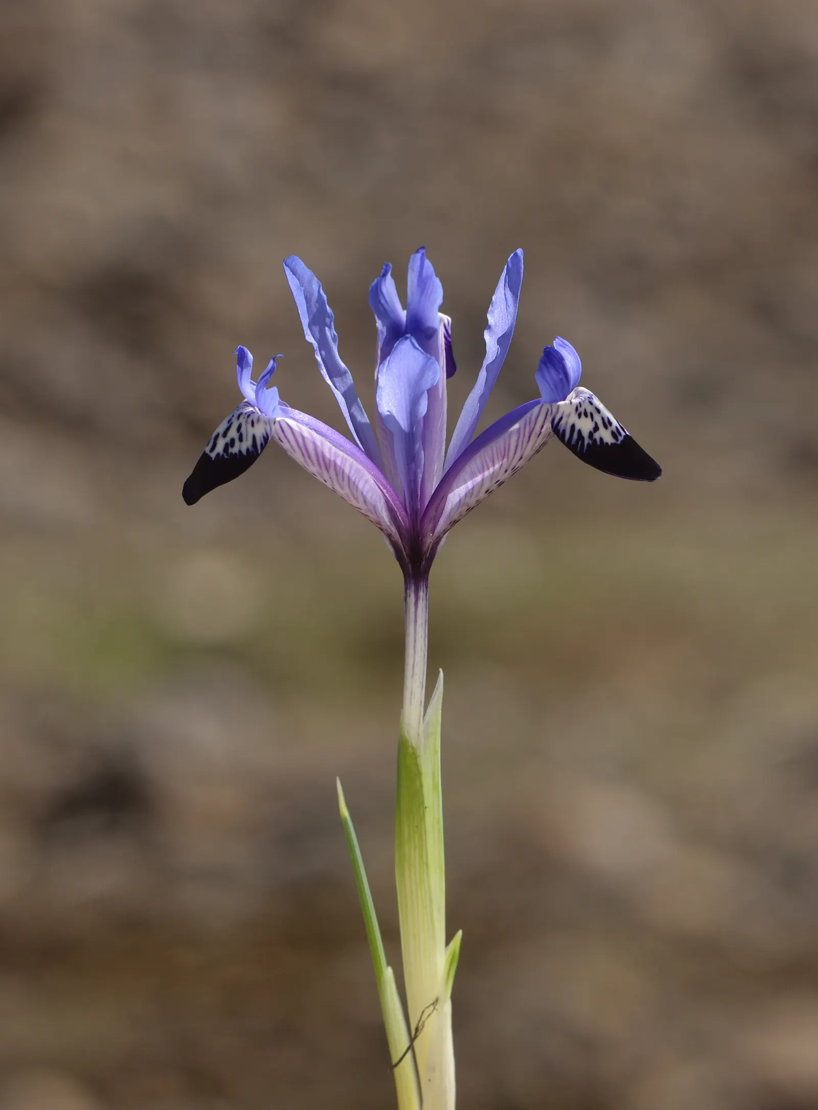Reticulated Iris (Iris Reticulata) — treasured for its striking purple-blue flowers; this bulbous perennial is renowned for its striking, image 68