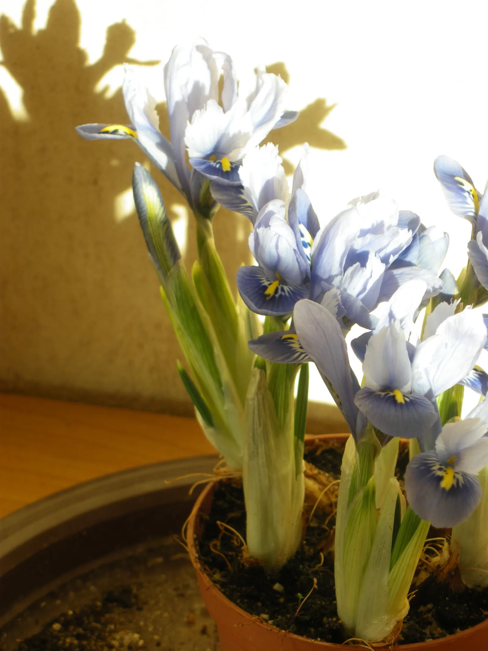 Reticulated Iris (Iris Reticulata) — provides a complementary texture juxtaposed against more substantial plants