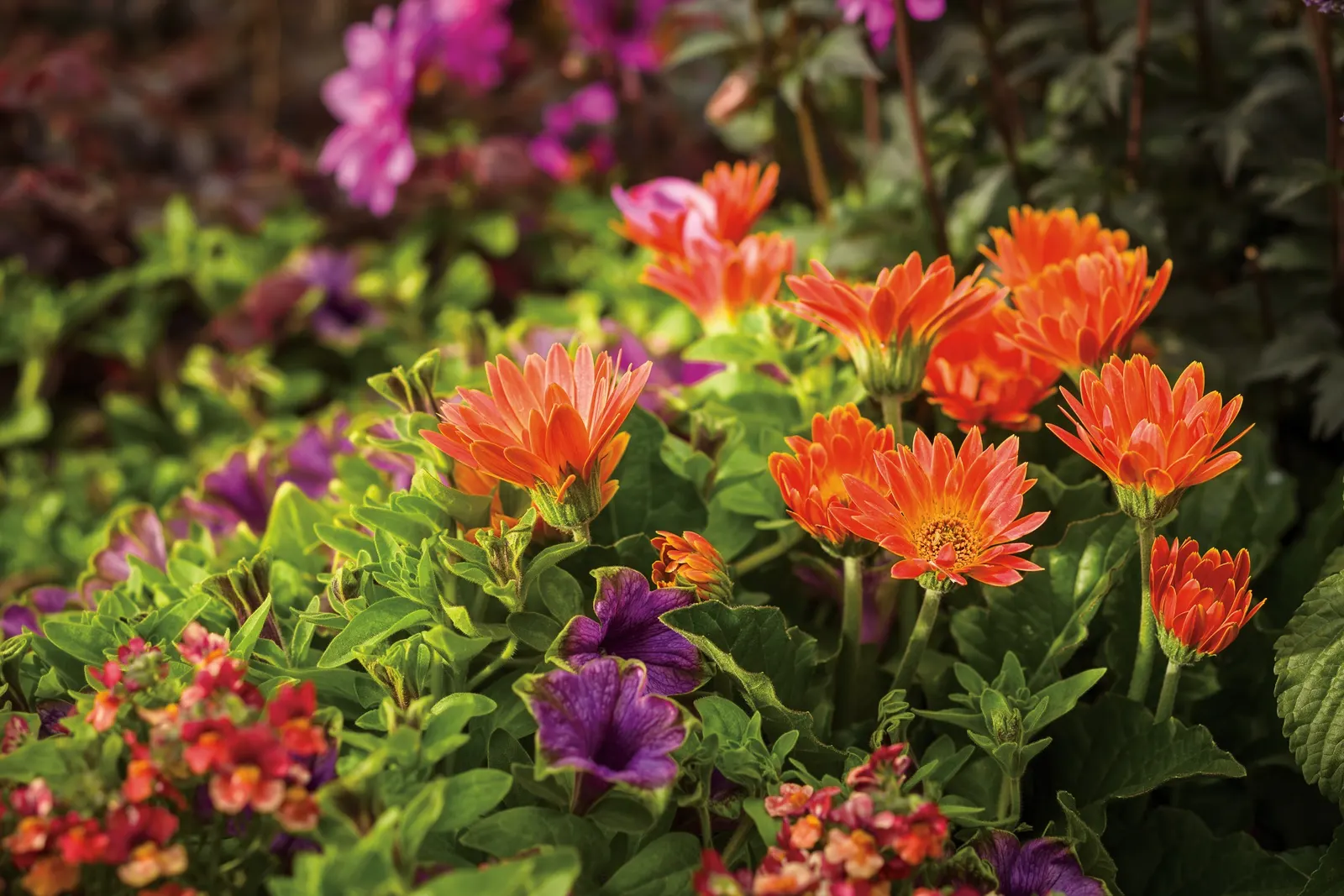 Hoopla® Vivid Orchid™ Petunia — It grows 4-12 inches tall and spreads 18-24 inches