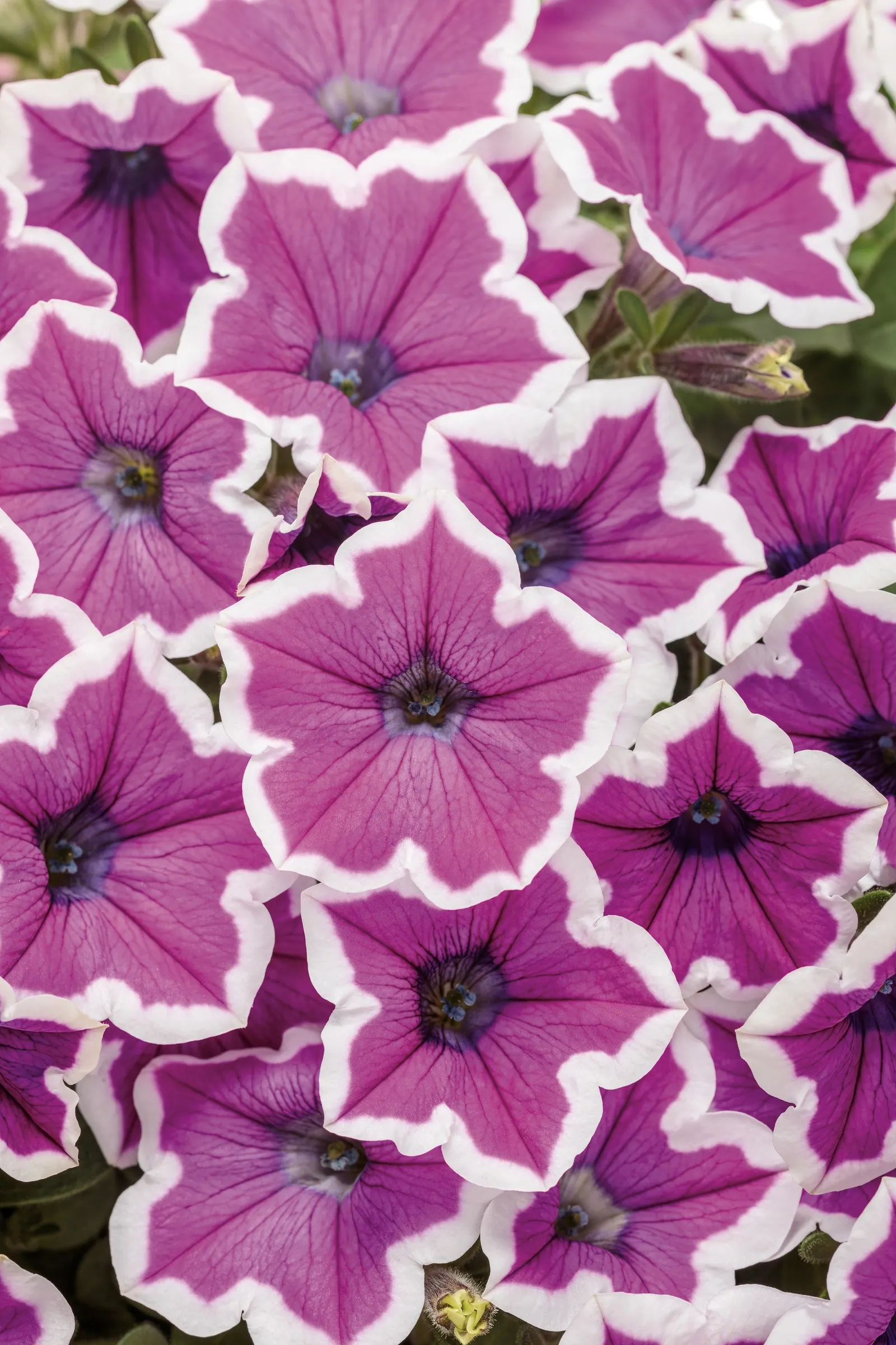 Hoopla® Vivid Orchid™ Petunia — or Petunia 'Hoopla® Vivid Orchid™'