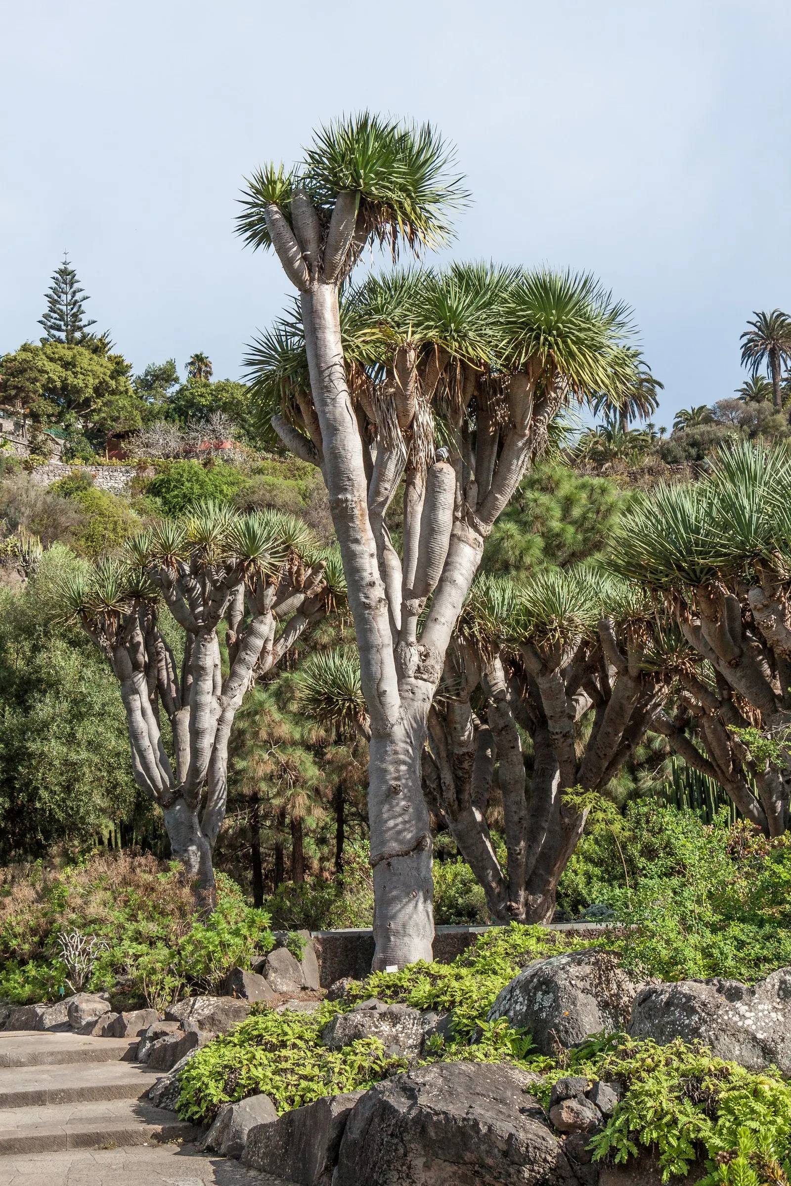 Dragon Tree (Dracaena Draco) — and in mature specimens (>10 years), image 59