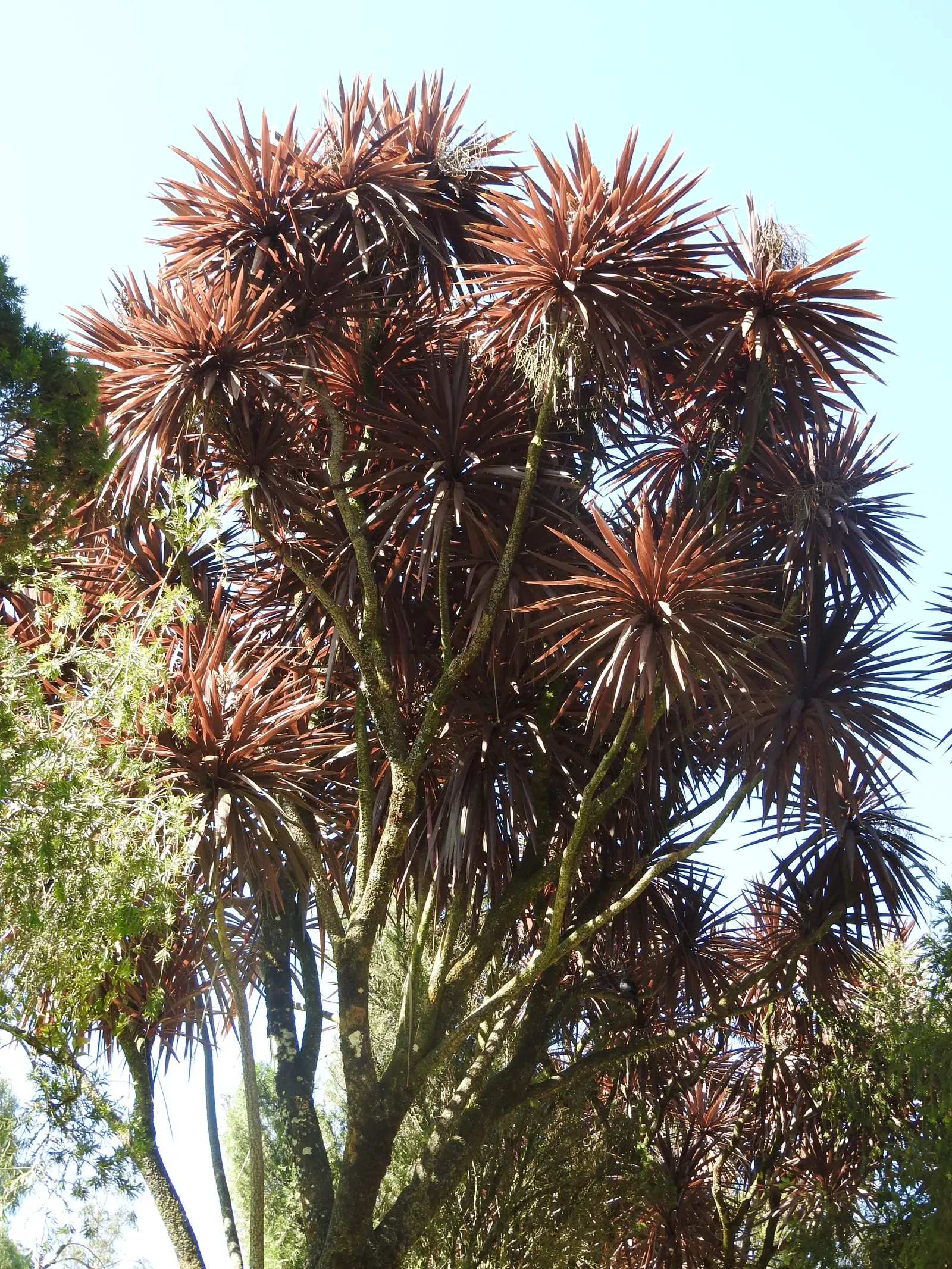 Dragon Tree (Dracaena Draco) — Zones 9-11; prefers full sun to partial shade; the Dragon Tree is drought-tolerant