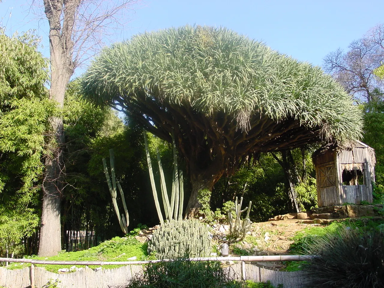 Dragon Tree (Dracaena Draco) — scientifically known as Dracaena draco; tree with green and white blooms, image 89