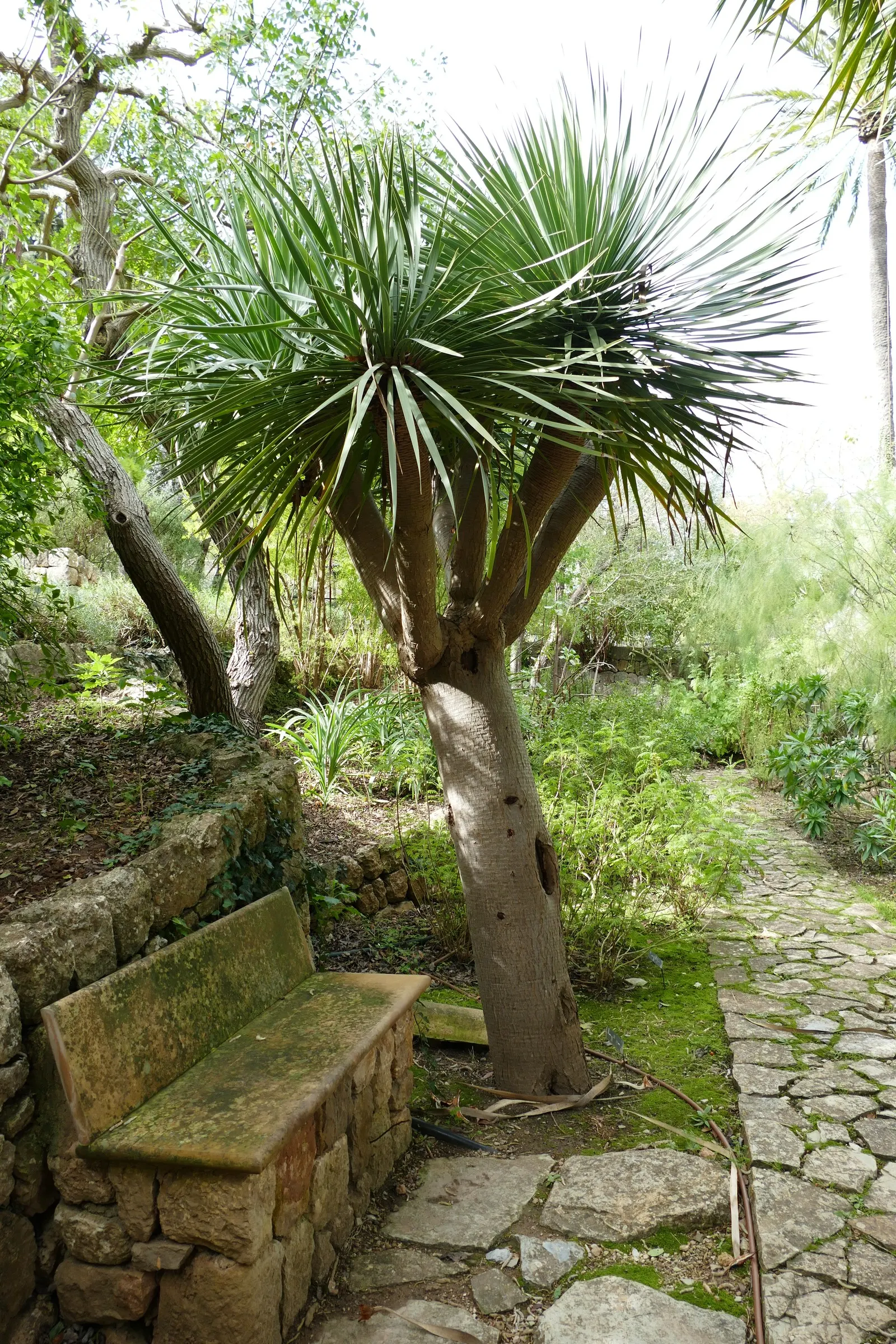 Dragon Tree (Dracaena Draco) — tree with green and white blooms; although flowers are rare and typically only occur on mature specimens, image 80