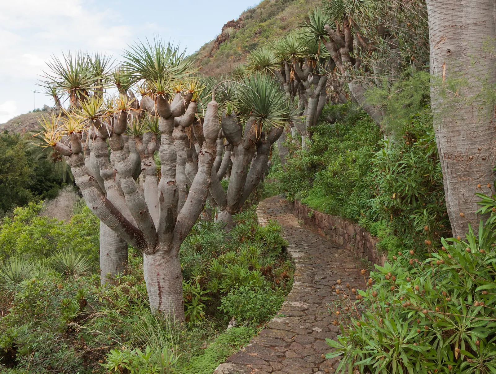 Dragon Tree (Dracaena Draco) — exudes an otherworldly charm that makes a striking statement in landscape design