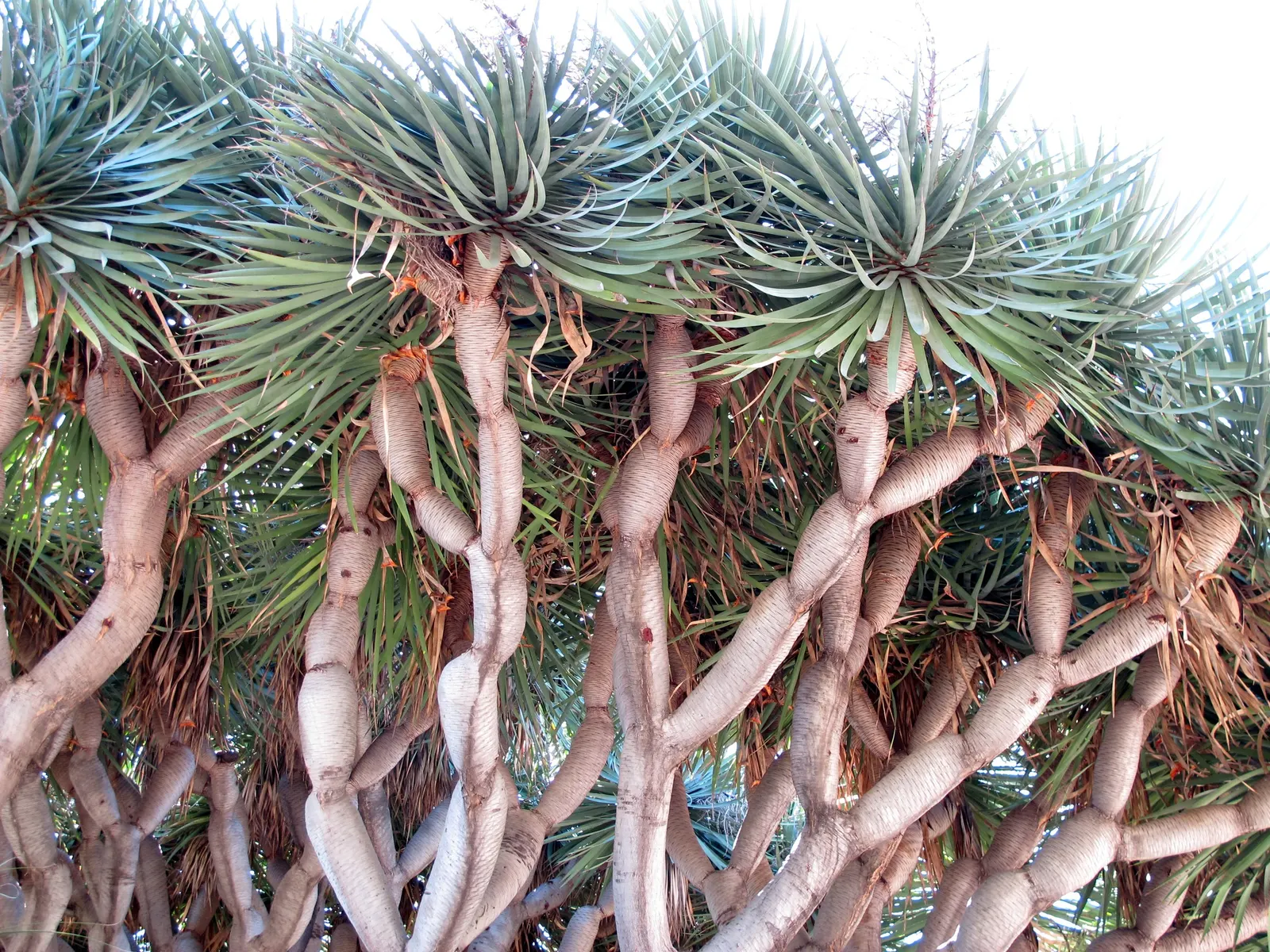 Dragon Tree (Dracaena Draco) — tree for full; blending sculptural beauty with enduring resilience, image 81