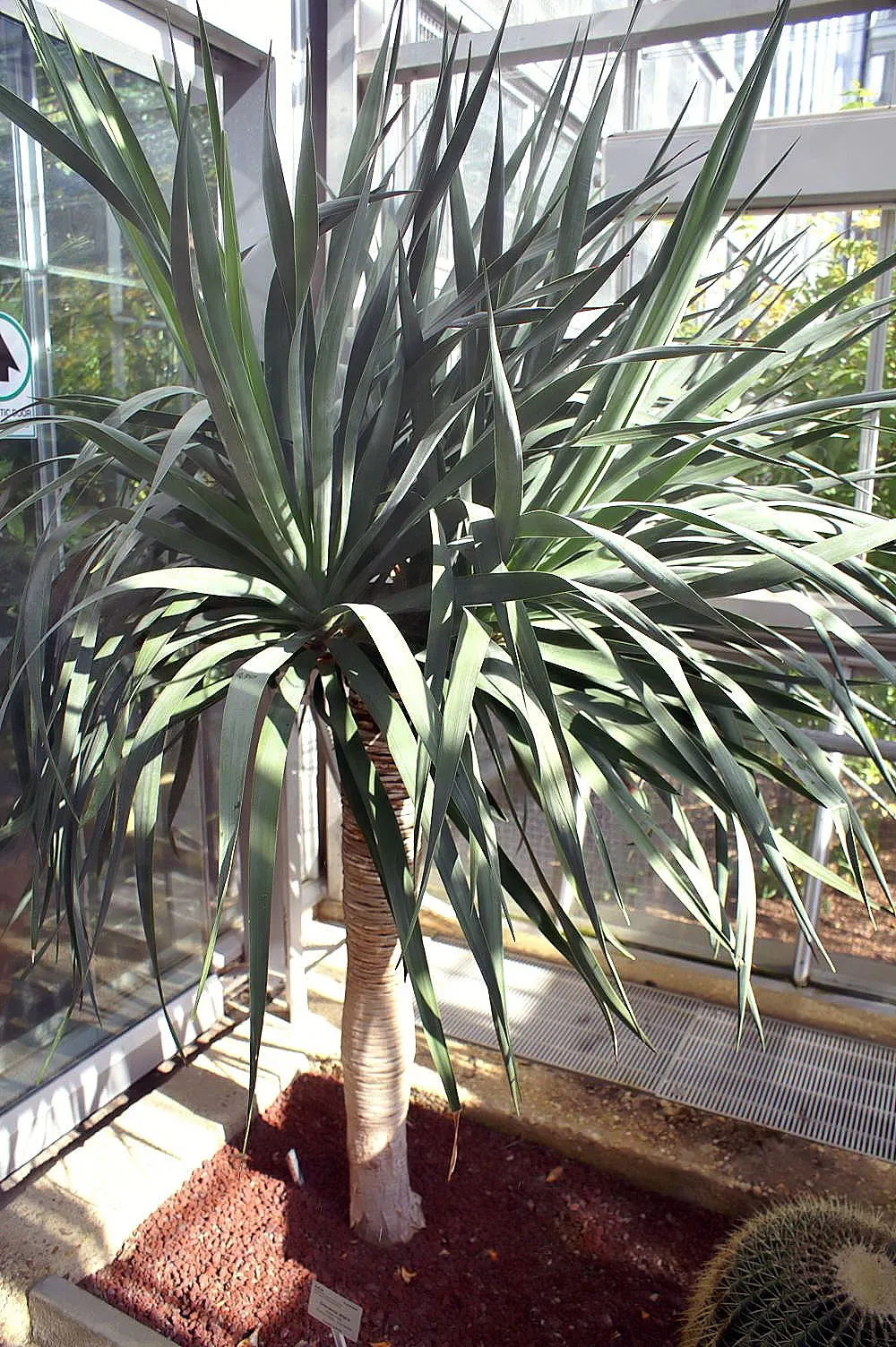 Dragon Tree (Dracaena Draco) — blending sculptural beauty with enduring resilience; this sculptural tree presents gray bark