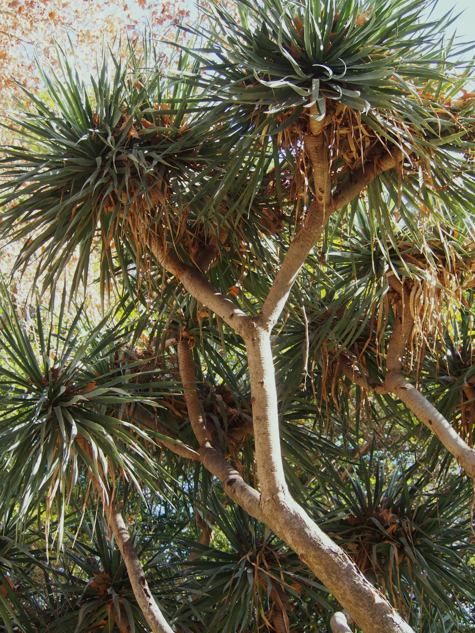 Dragon Tree (Dracaena Draco) — approximately 1 to 2 feet in length and up to 2 inches wide, image 41