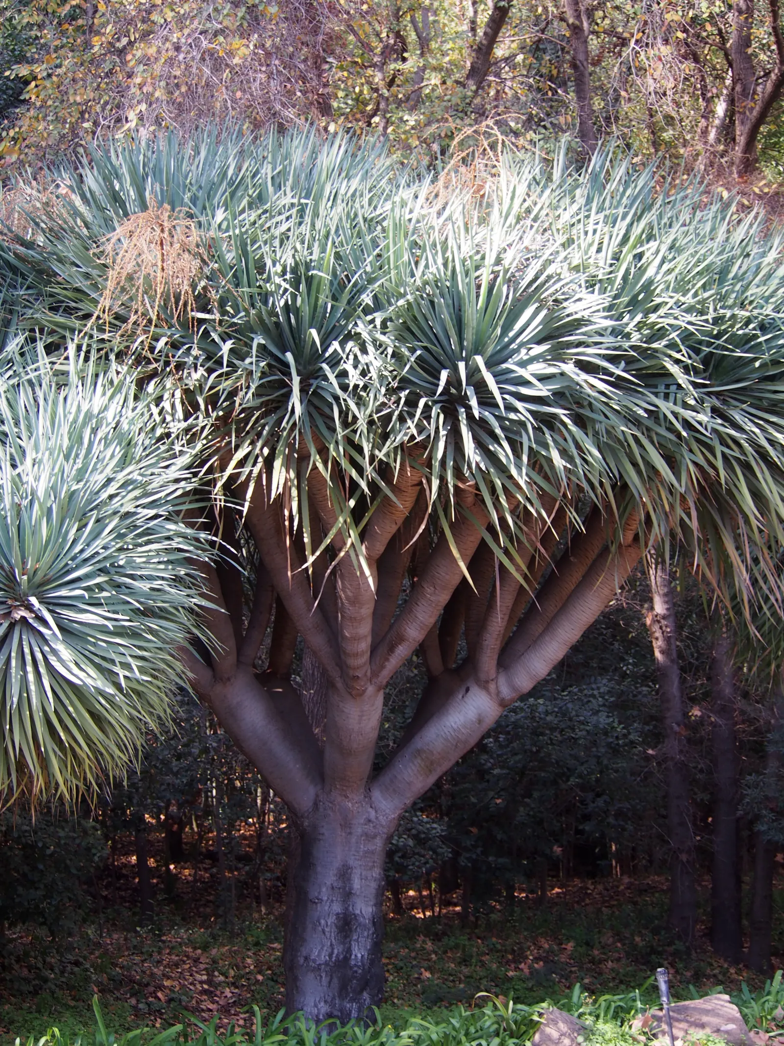 Dragon Tree (Dracaena Draco) — green and white flowers in the garden; originating from the Canary Islands